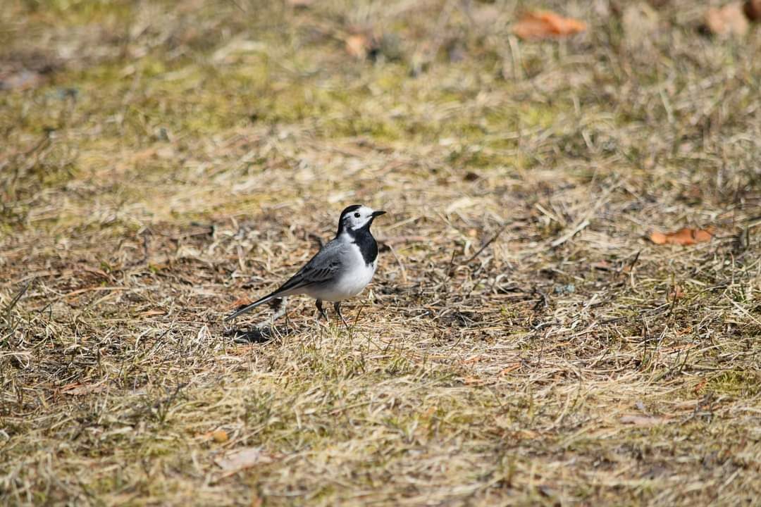 Valokuvaaja: Riitta Marjamäki Valokuvaaja: Riitta Marjamäki