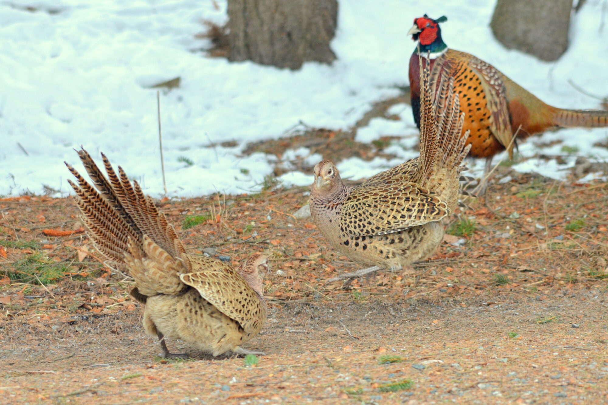 Valokuvaaja: Kaarlo Asikainen