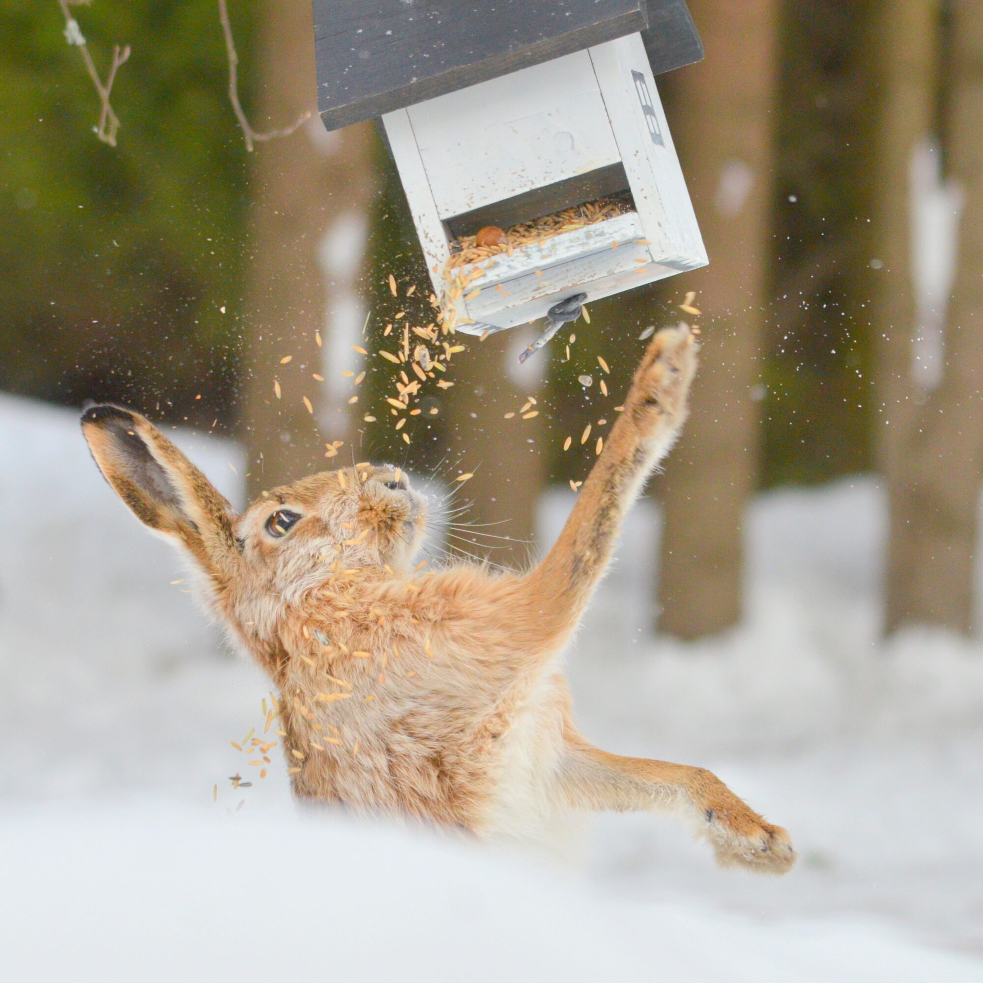 Valokuvaaja: Kaarlo Asikainen