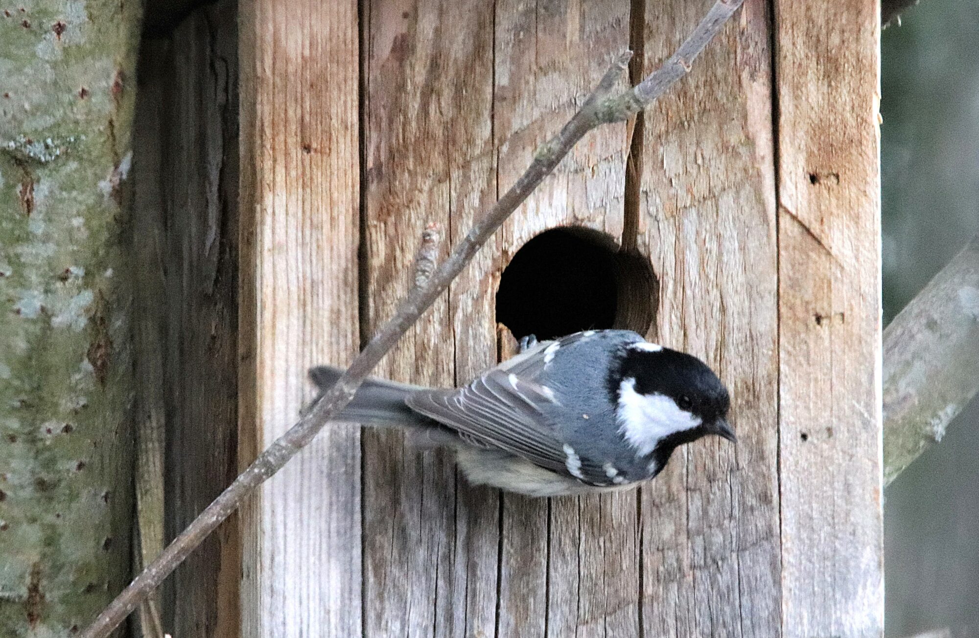 Valokuvaaja: Irja Lehtinen