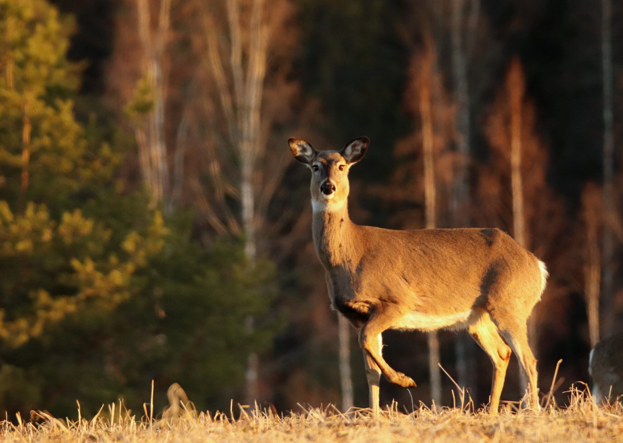 Valokuvaaja: Irja Lehtinen