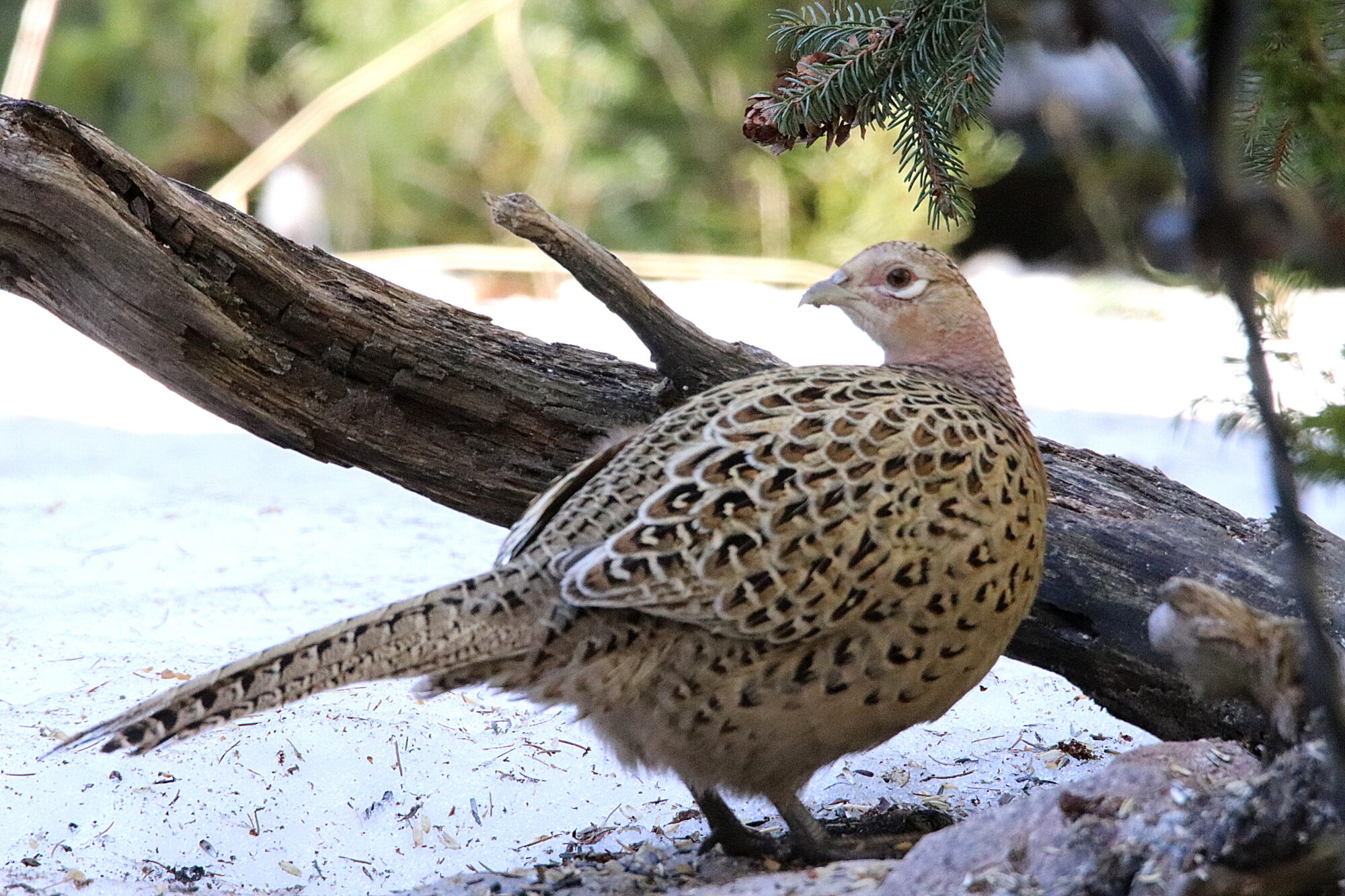 Valokuvaaja: Irja Lehtinen