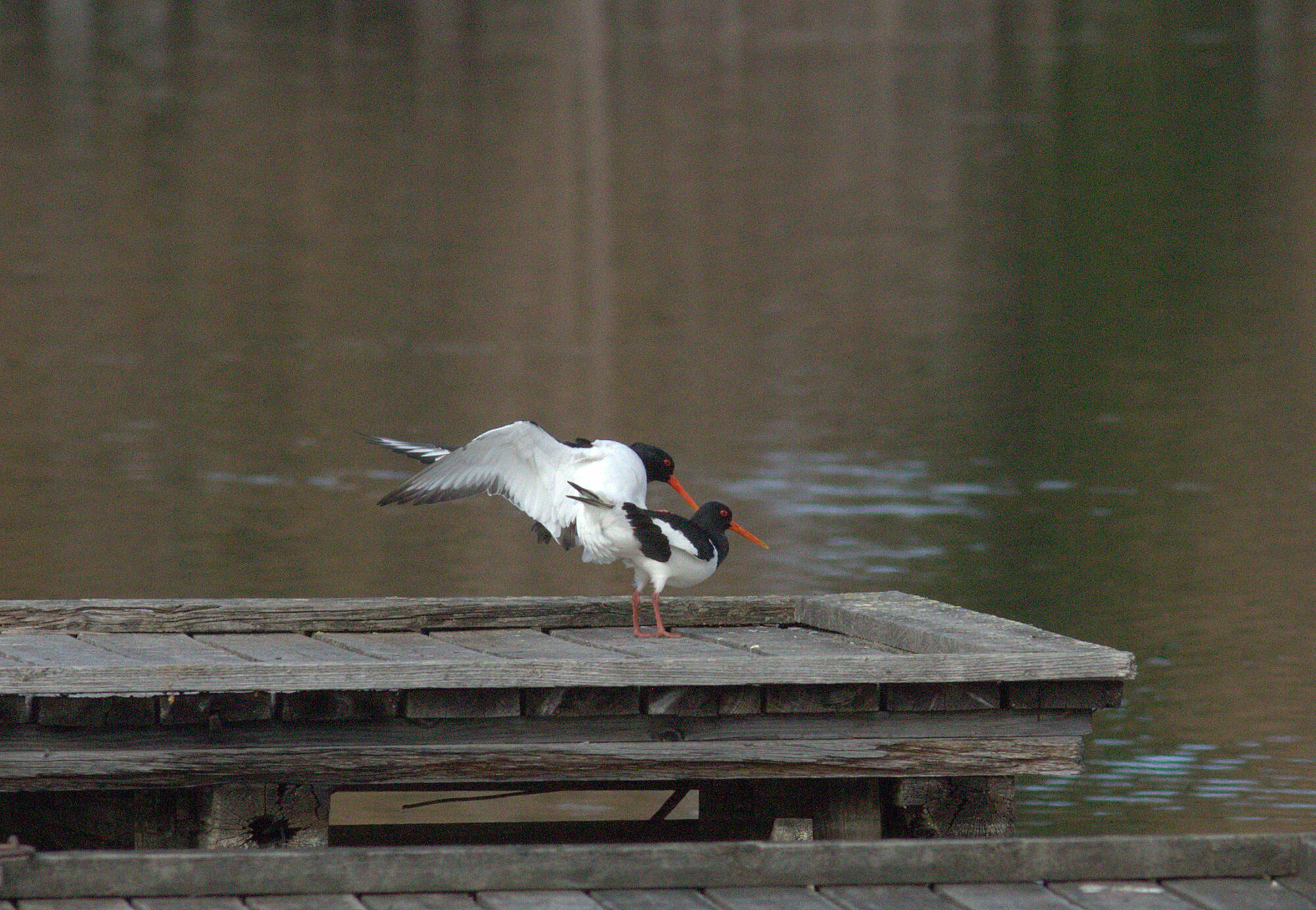 Valokuvaaja: Tapio Keinonen