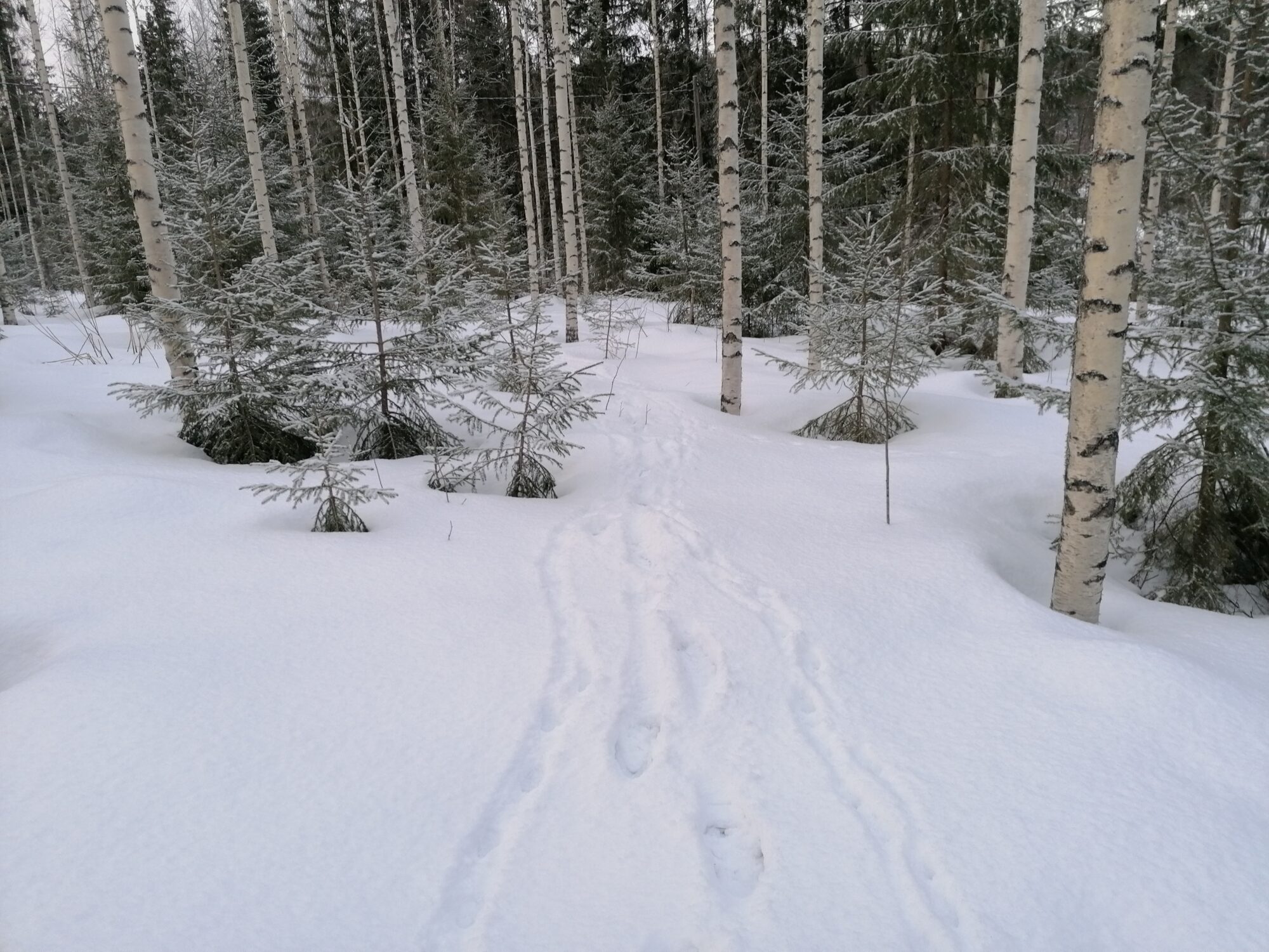 Valokuvaaja: Kaija Halonen Valokuvaaja: Kaija Halonen