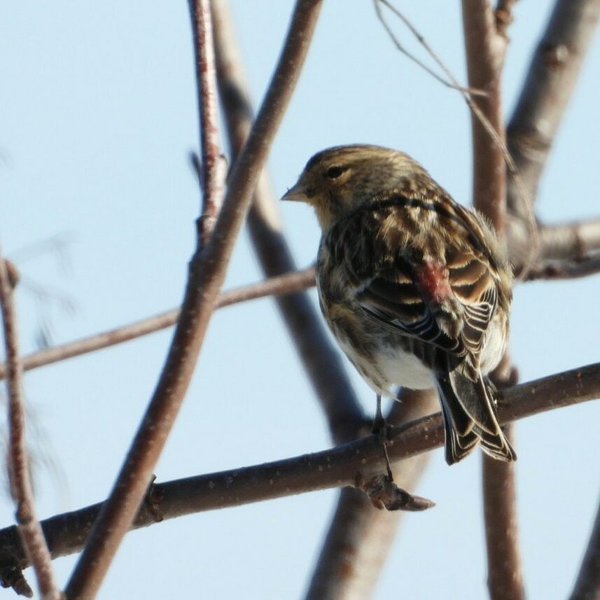 Valokuvaaja: Satu-Sinikka Vuolteenaho