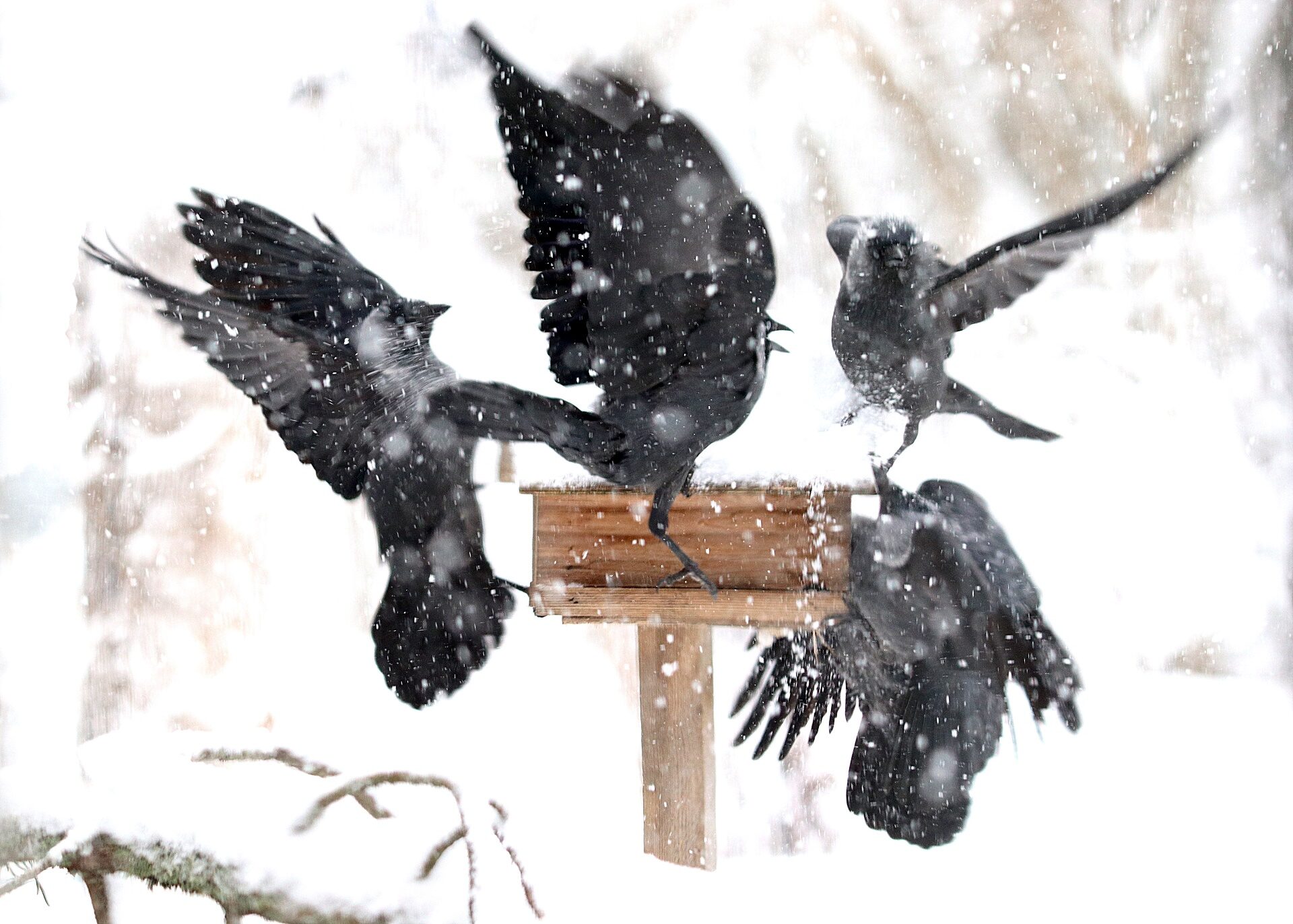 Valokuvaaja: Irja Lehtinen