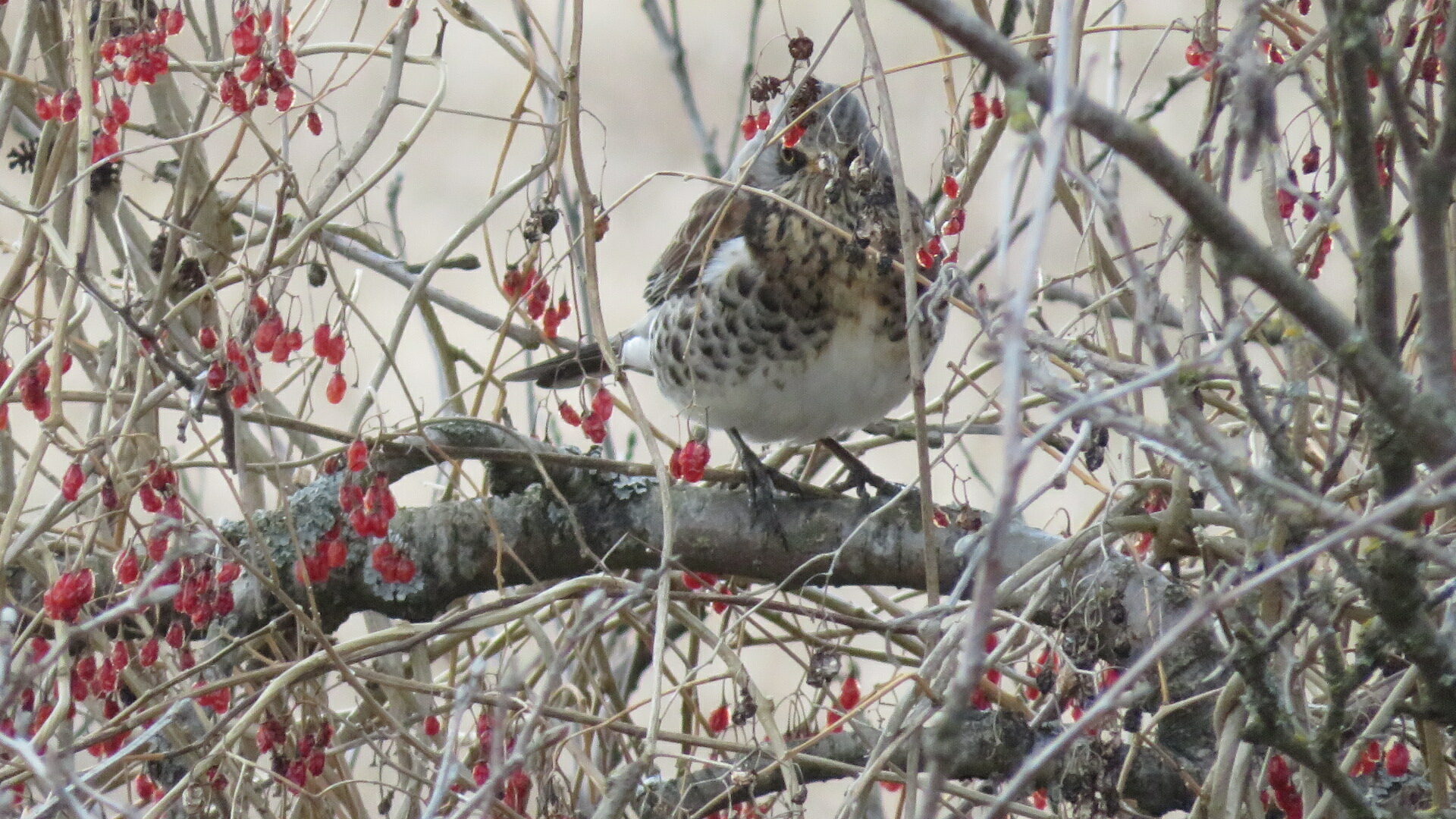 Valokuvaaja: Risto Kangassalo