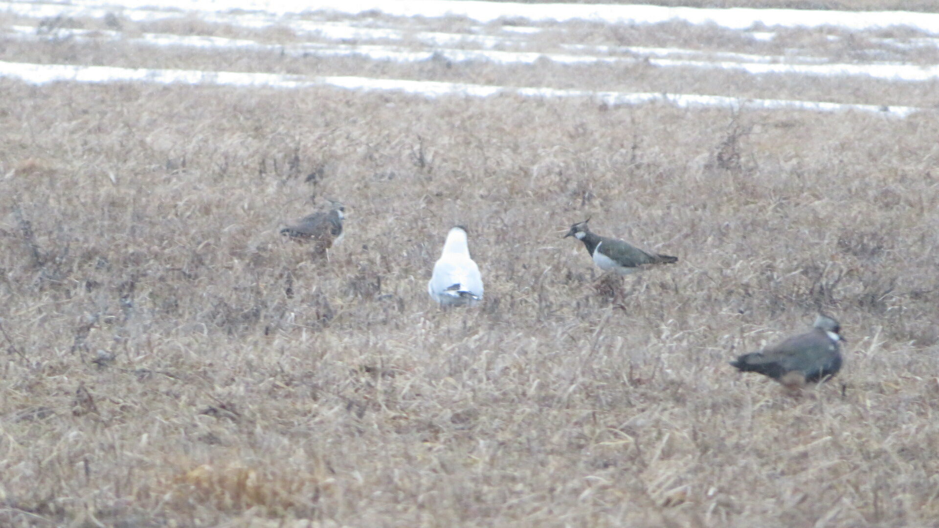 Valokuvaaja: Risto Kangassalo