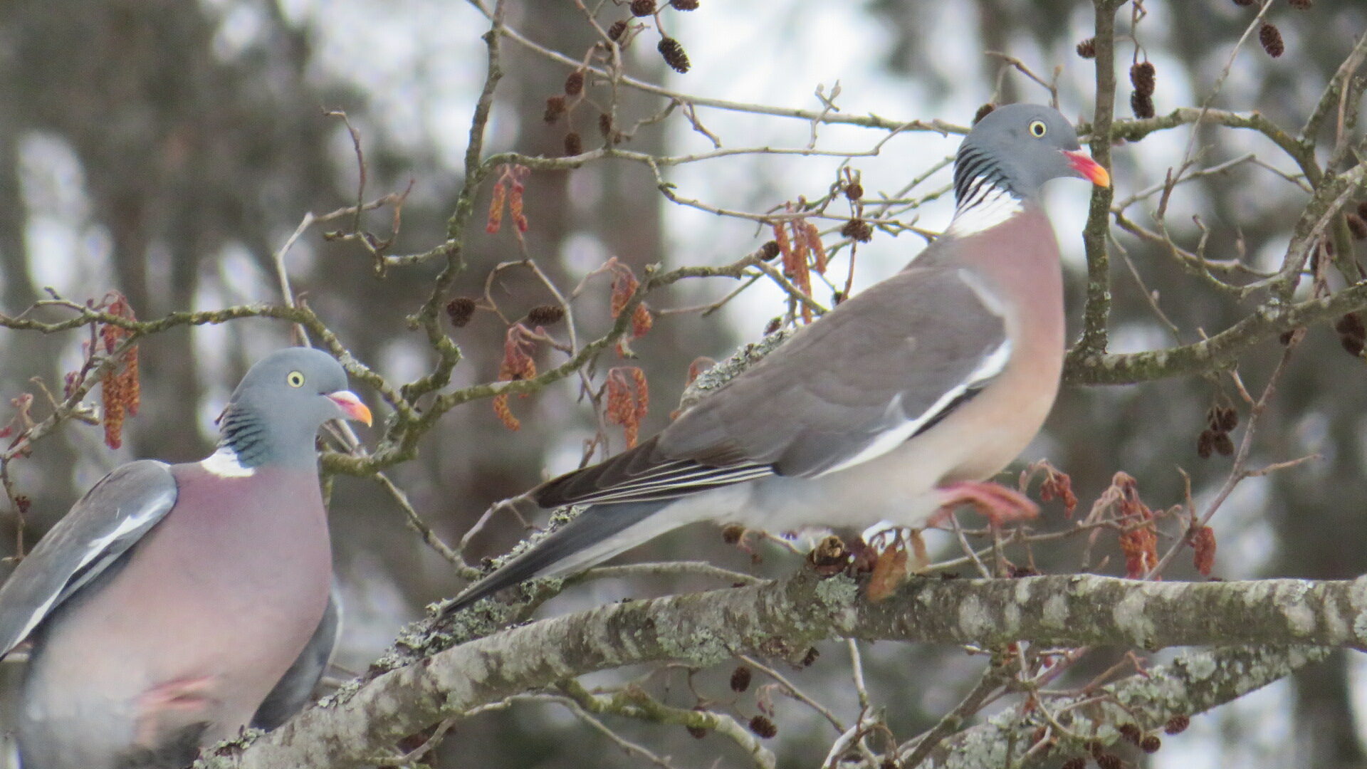 Valokuvaaja: Risto Kangassalo