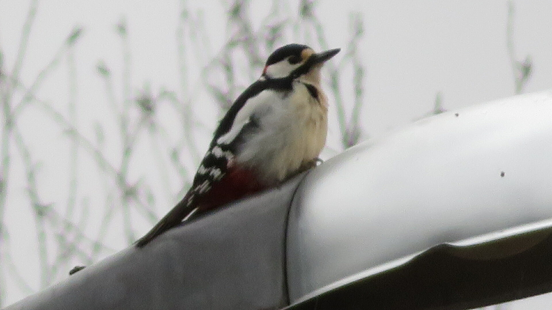 Valokuvaaja: Risto Kangassalo