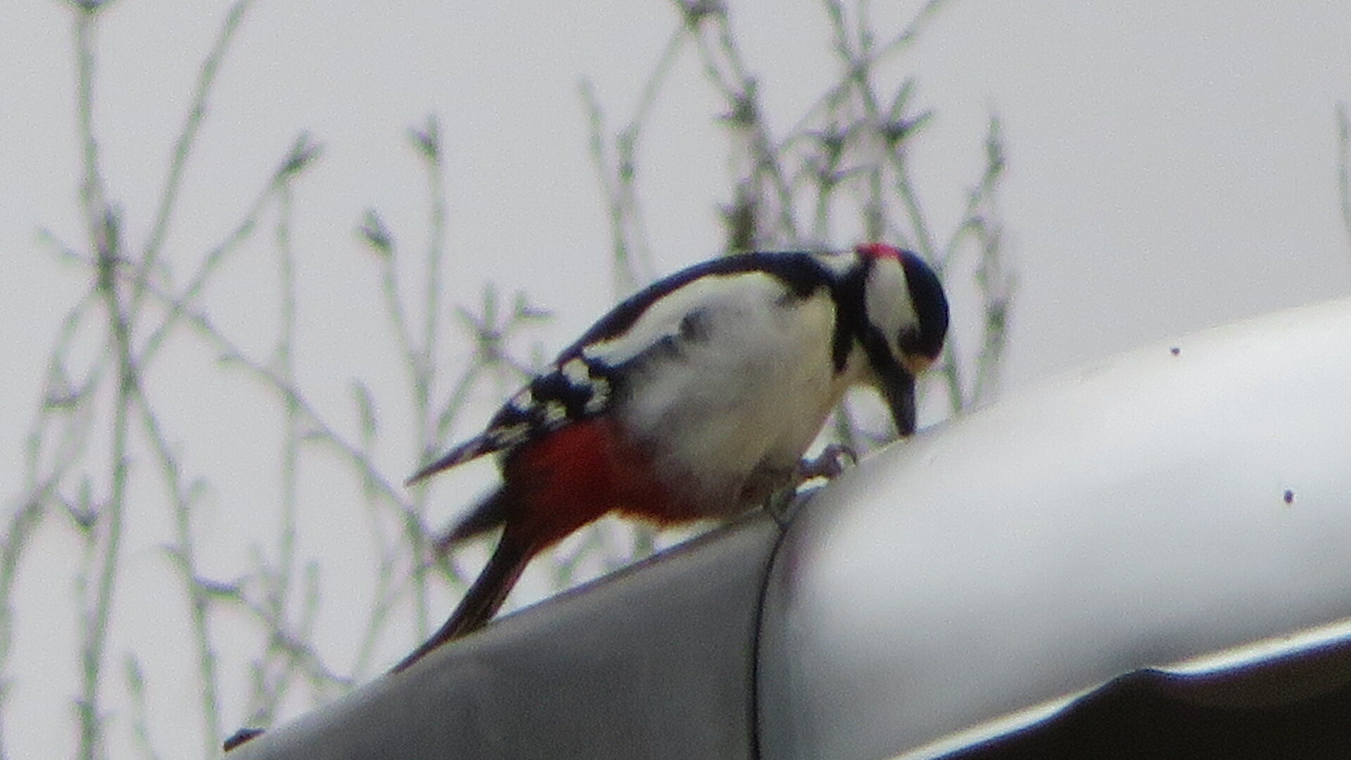 Valokuvaaja: Risto Kangassalo