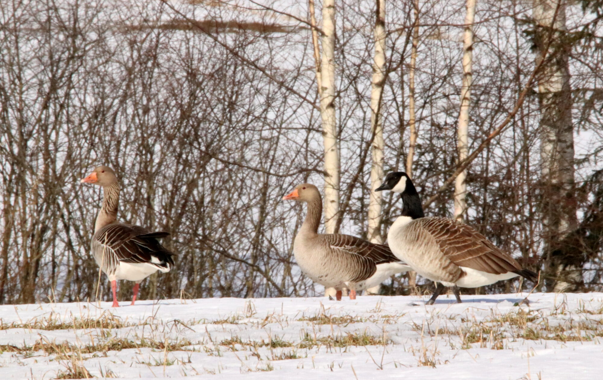 Valokuvaaja: Irja Lehtinen