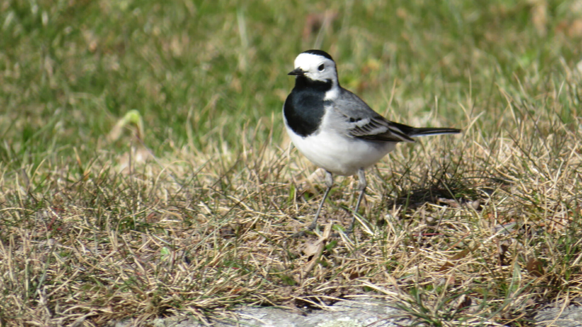 Valokuvaaja: Risto Kangassalo