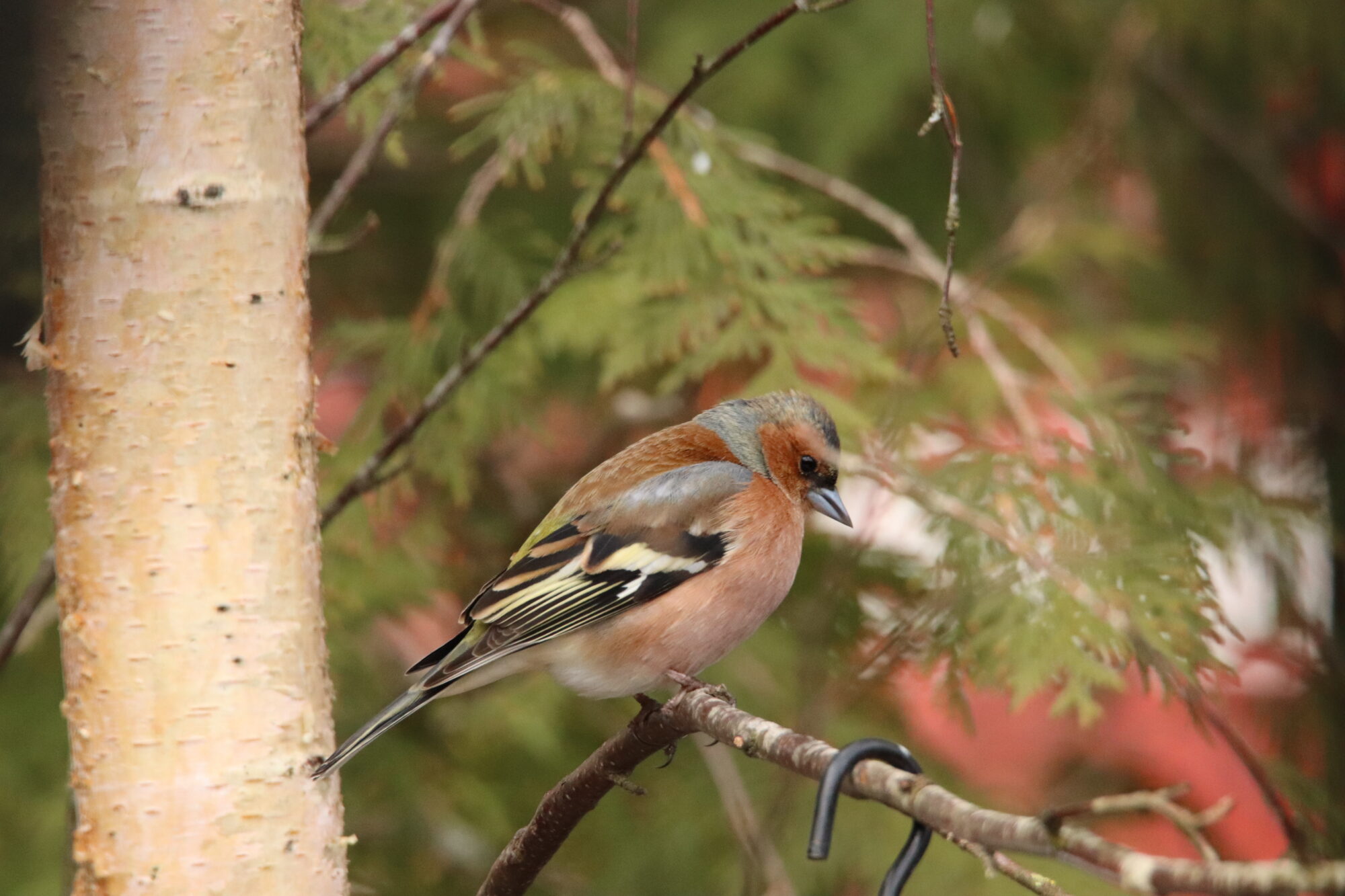 Valokuvaaja: Irja Lehtinen