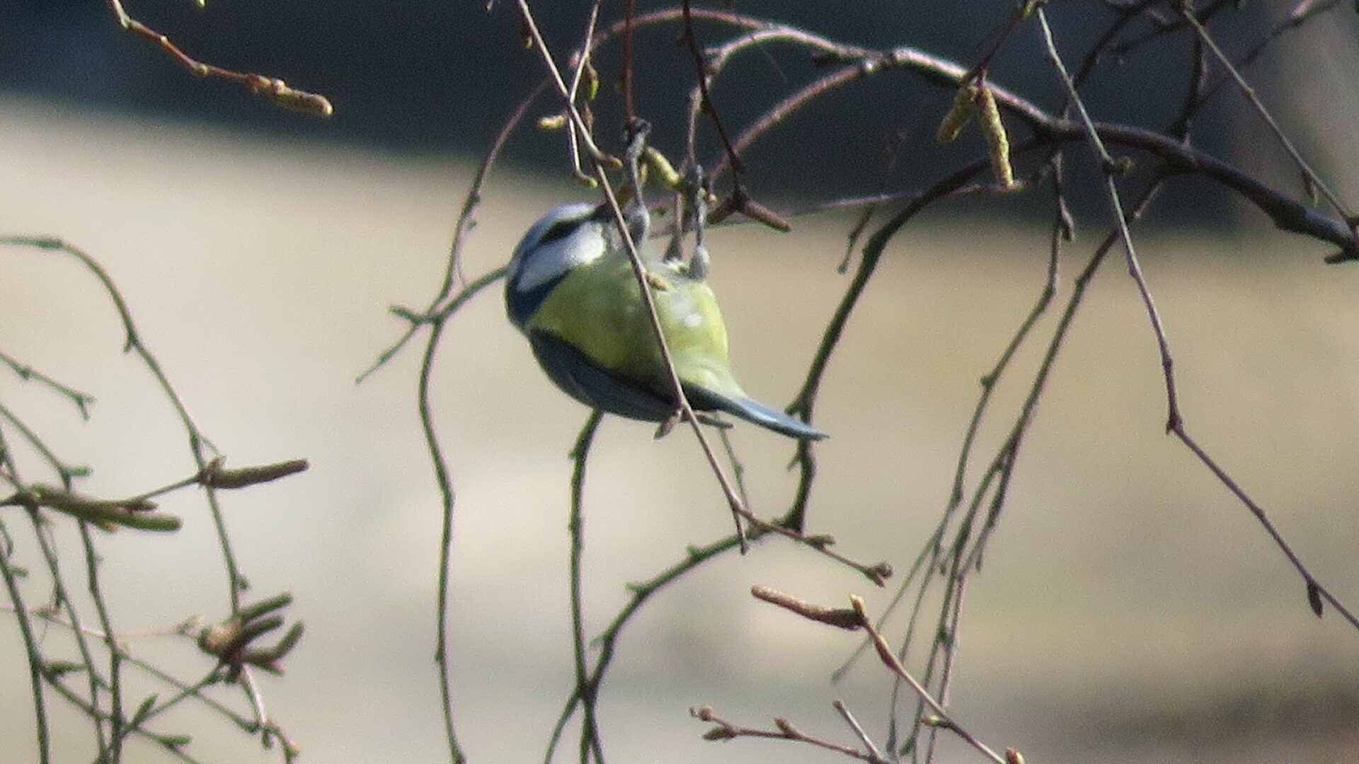 Valokuvaaja: Risto Kangassalo