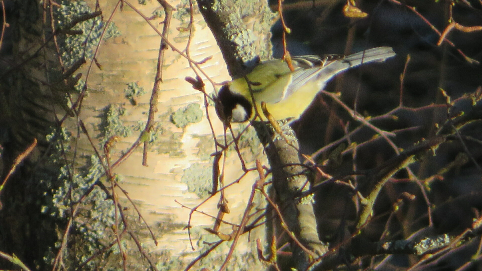 Valokuvaaja: Risto Kangassalo Valokuvaaja: Risto Kangassalo