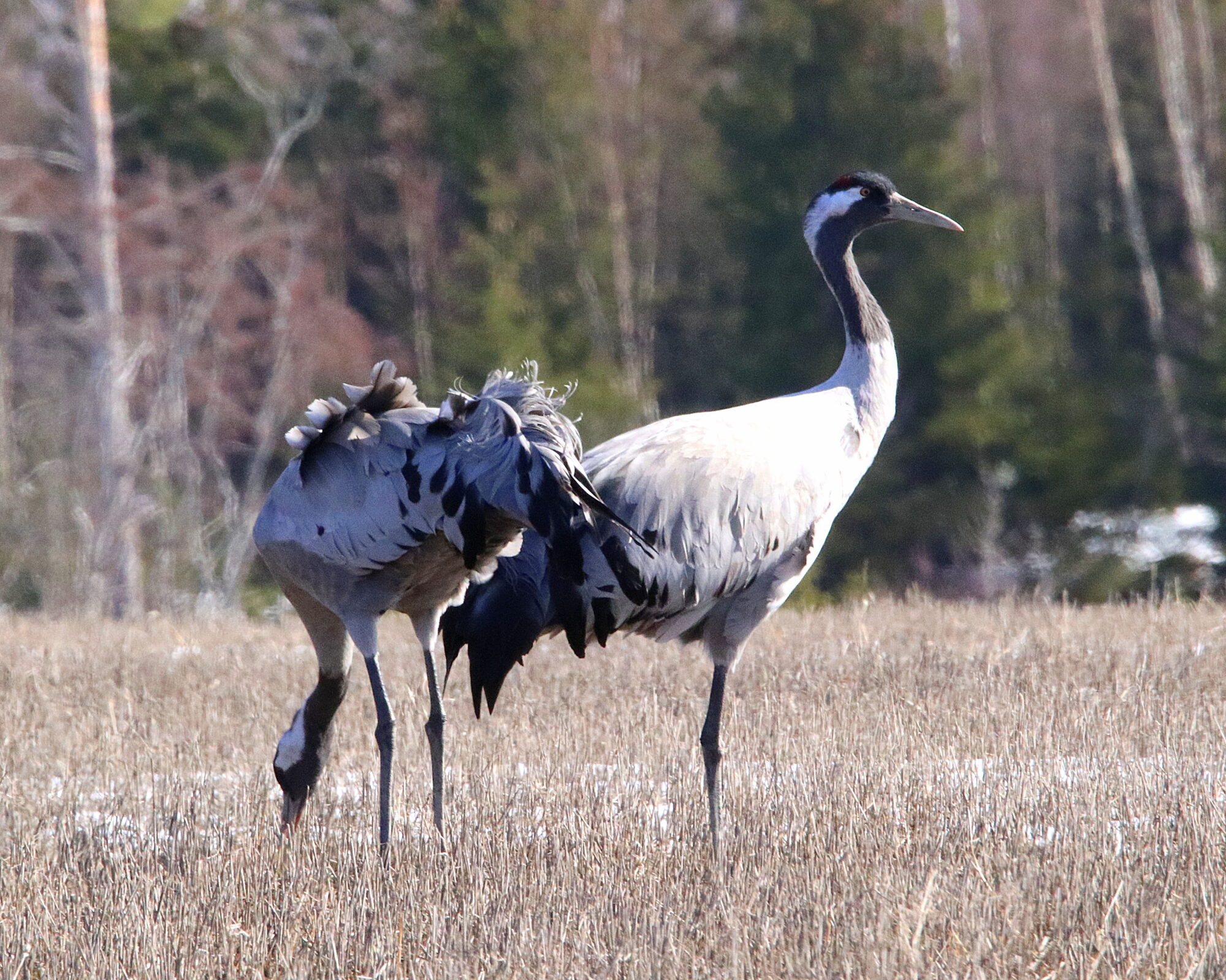 Valokuvaaja: Irja Lehtinen