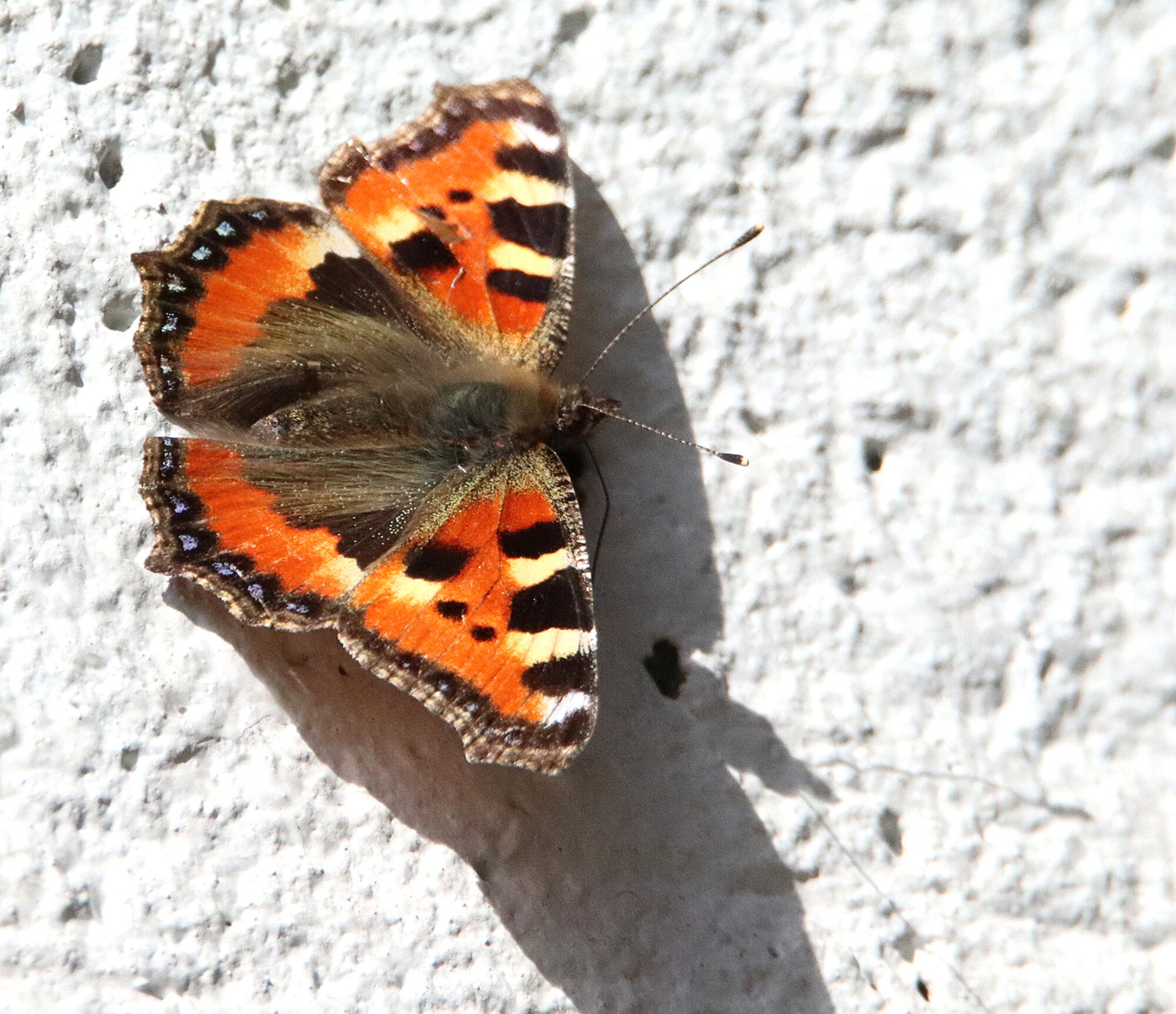 Valokuvaaja: Irja Lehtinen