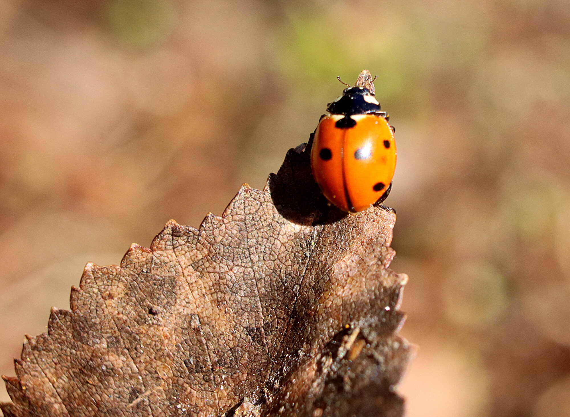 Valokuvaaja: Irja Lehtinen