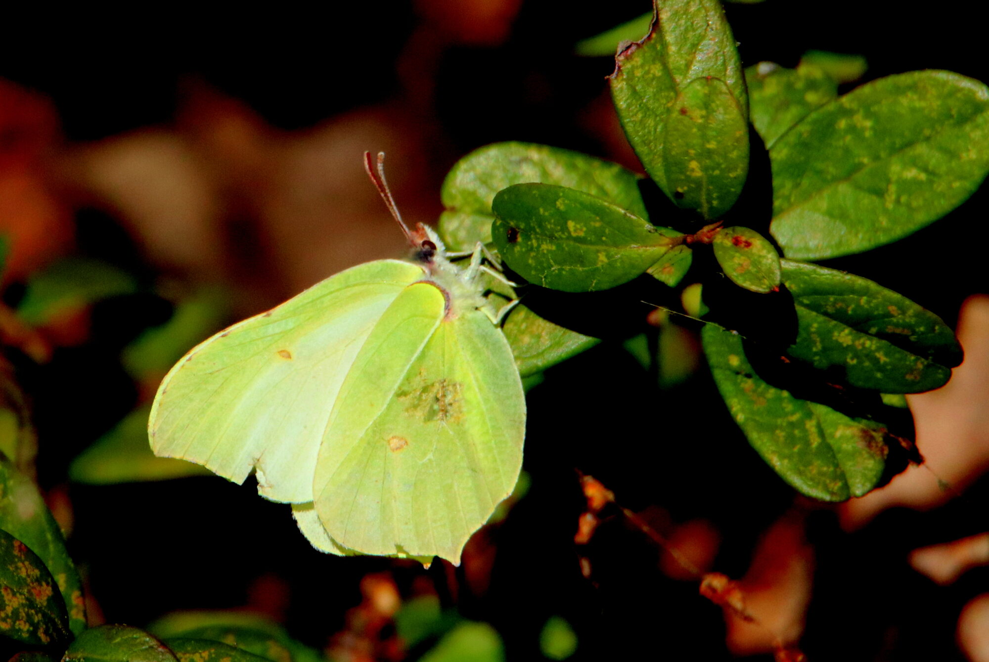 Valokuvaaja: Irja Lehtinen