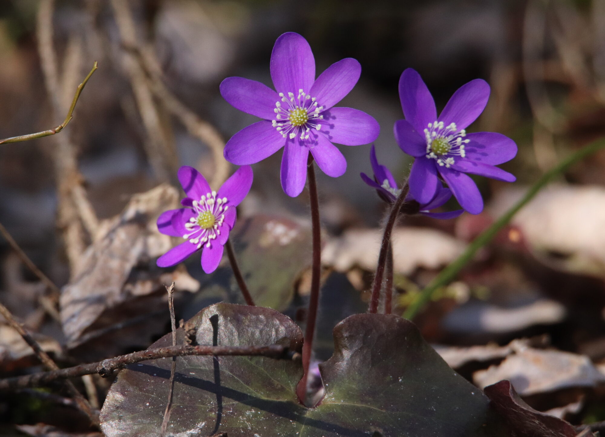 Valokuvaaja: Irja Lehtinen