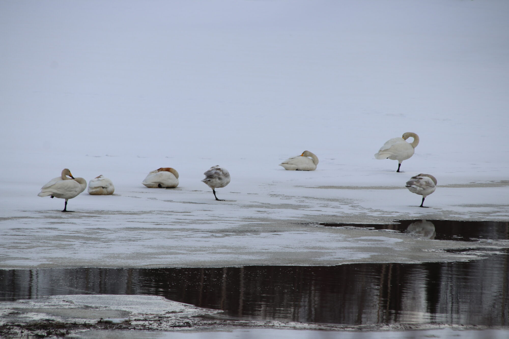 Valokuvaaja: Helena Sytelä