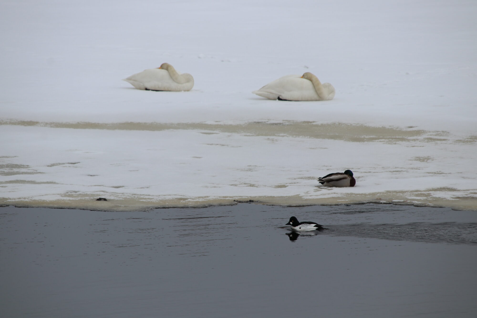 Valokuvaaja: Helena Sytelä