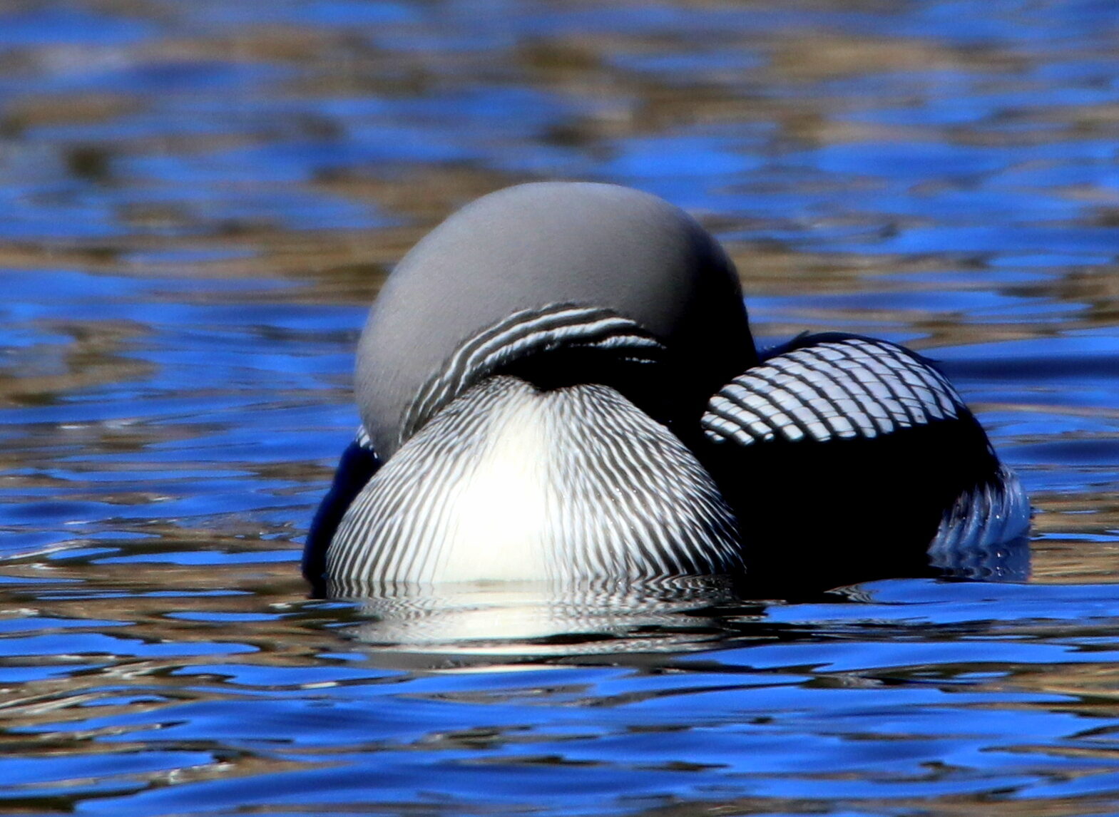 Valokuvaaja: Irja Lehtinen Valokuvaaja: Irja Lehtinen