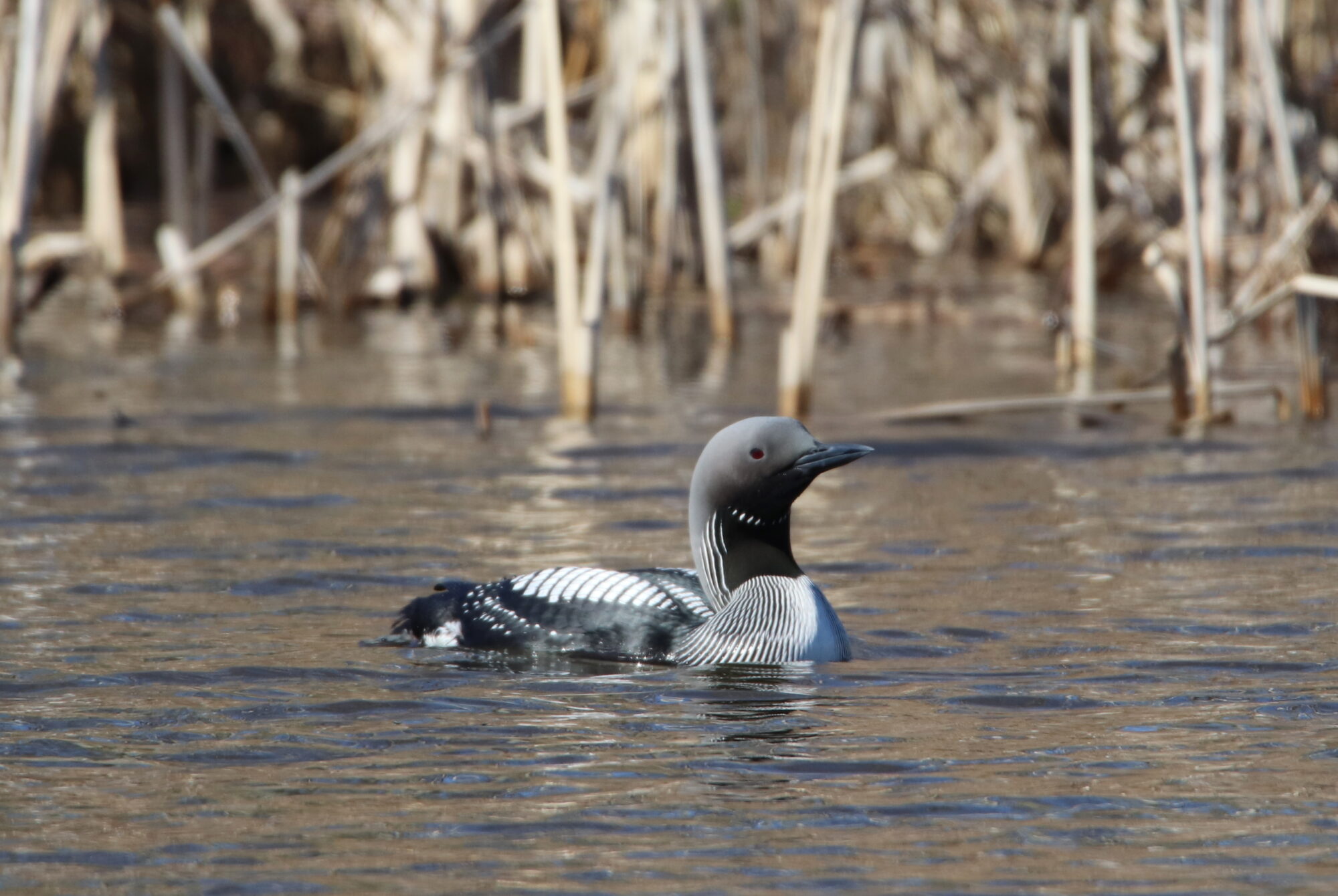 Valokuvaaja: Irja Lehtinen