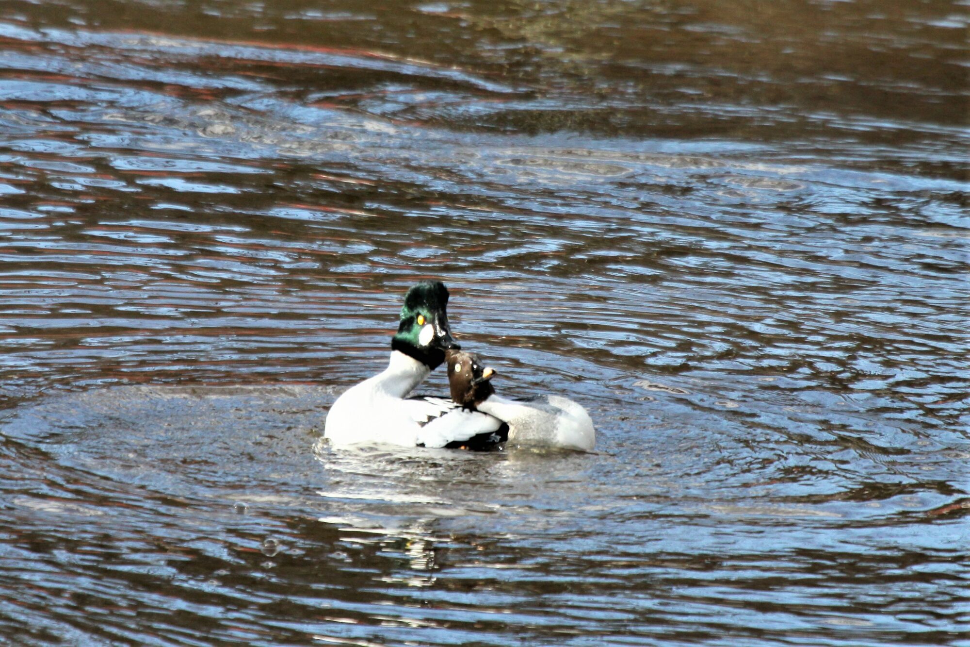 Valokuvaaja: Berndt Hannelius Valokuvaaja: Berndt Hannelius