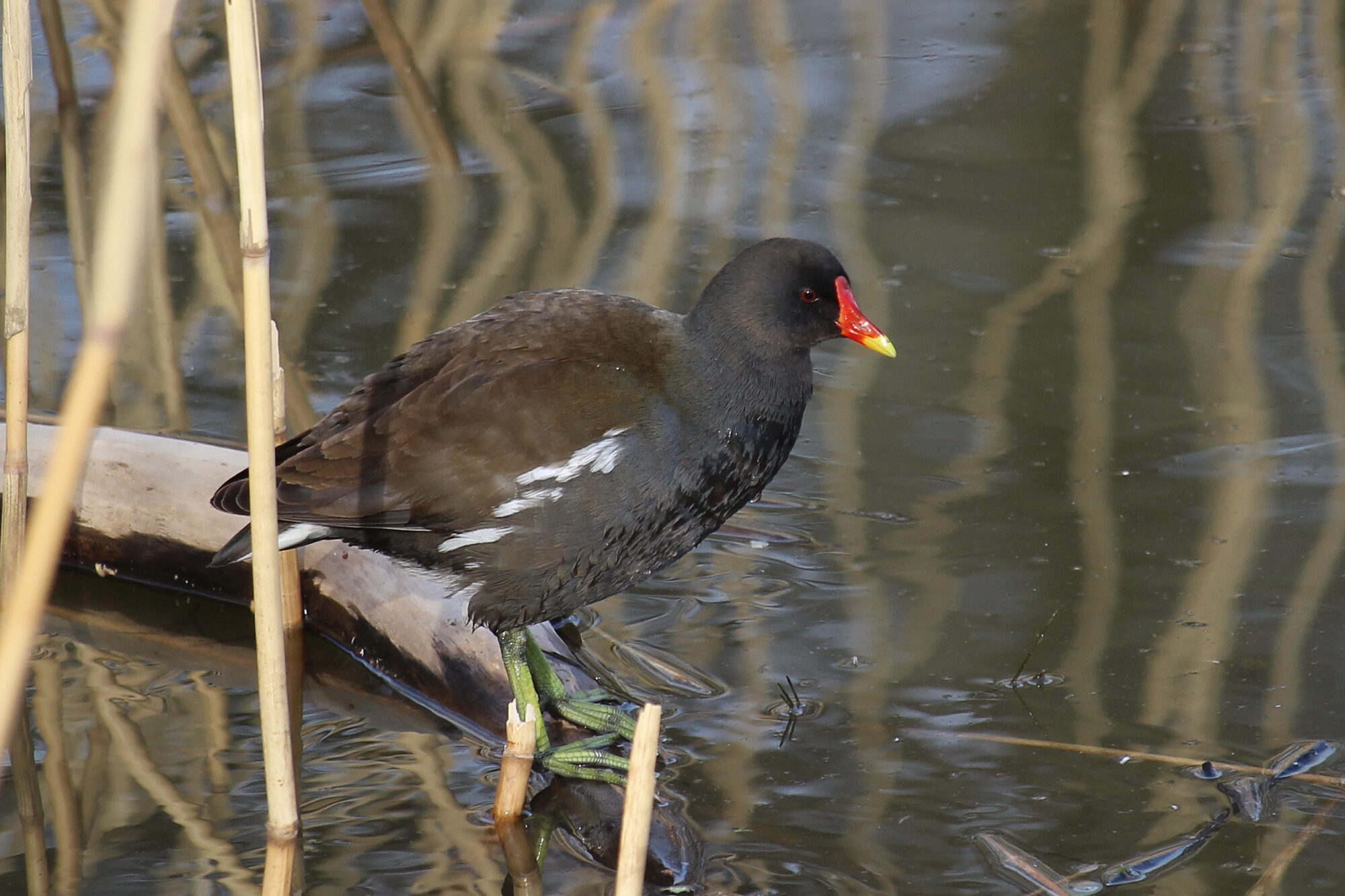 Valokuvaaja: Kirsi-Marja Joenpolvi