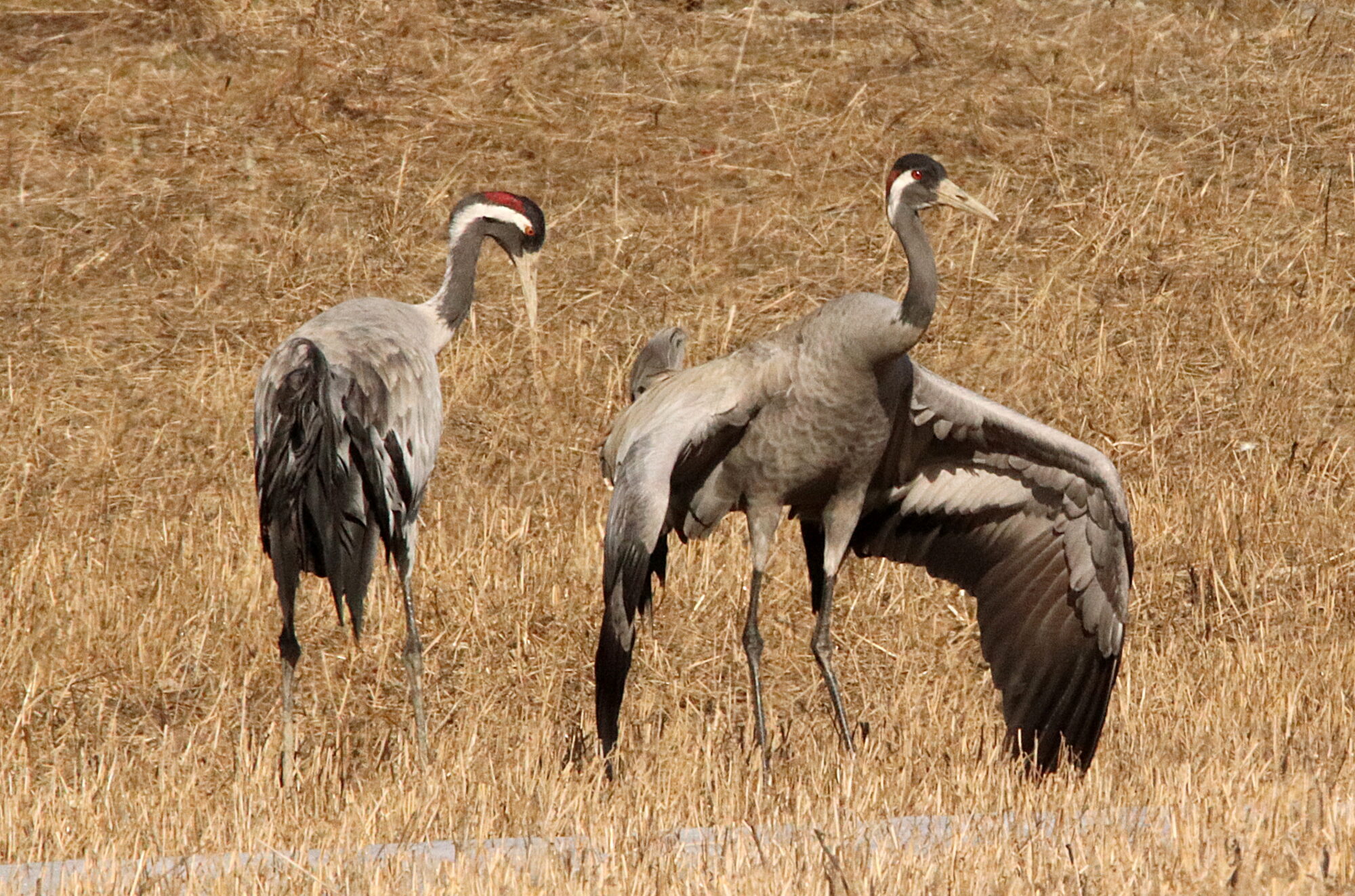 Valokuvaaja: Irja Lehtinen