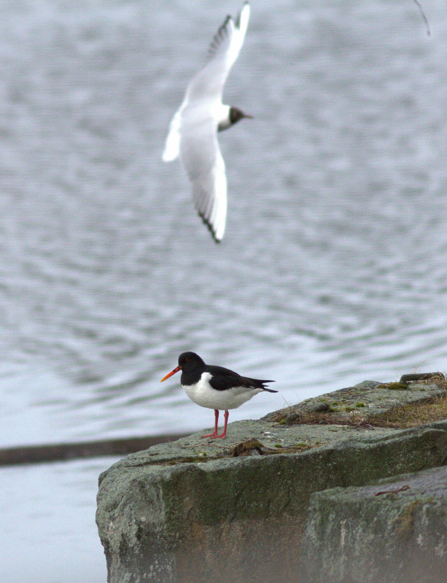 Valokuvaaja: Tapio Keinonen