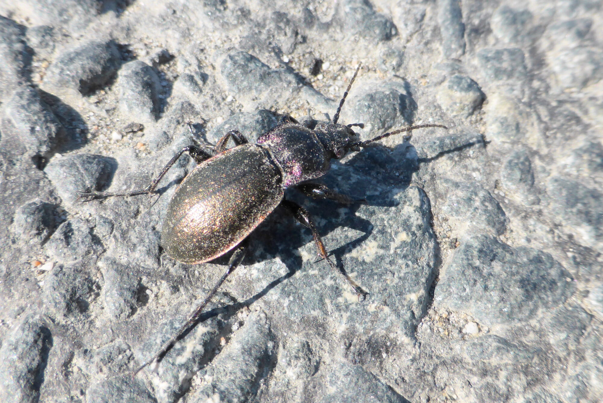 Valokuvaaja: Kaarlo Asikainen