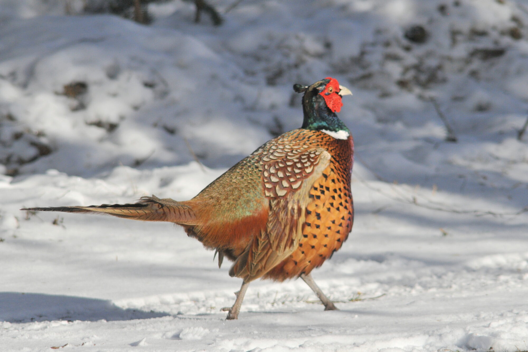 Valokuvaaja: Kaarlo Asikainen