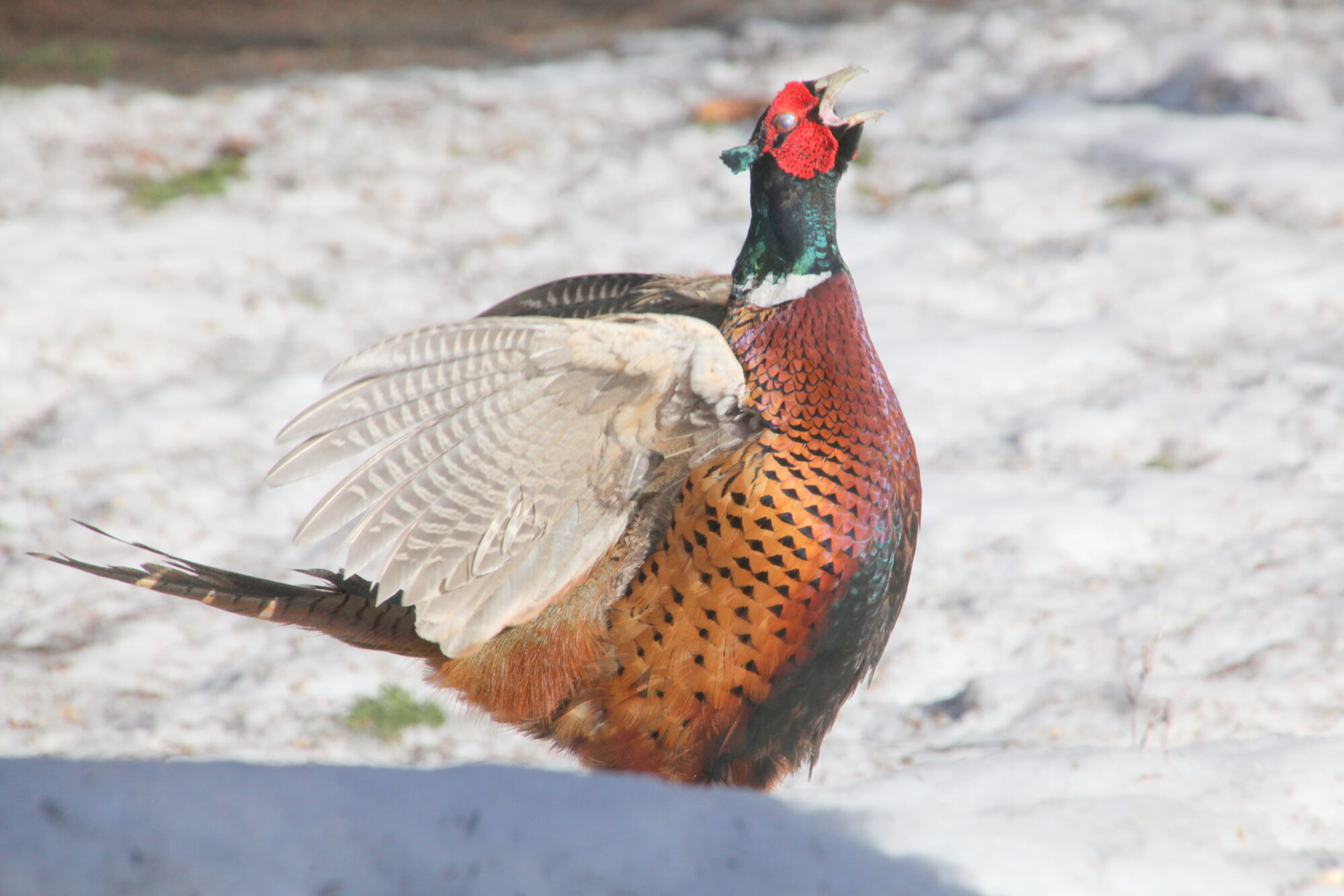 Valokuvaaja: Kaarlo Asikainen