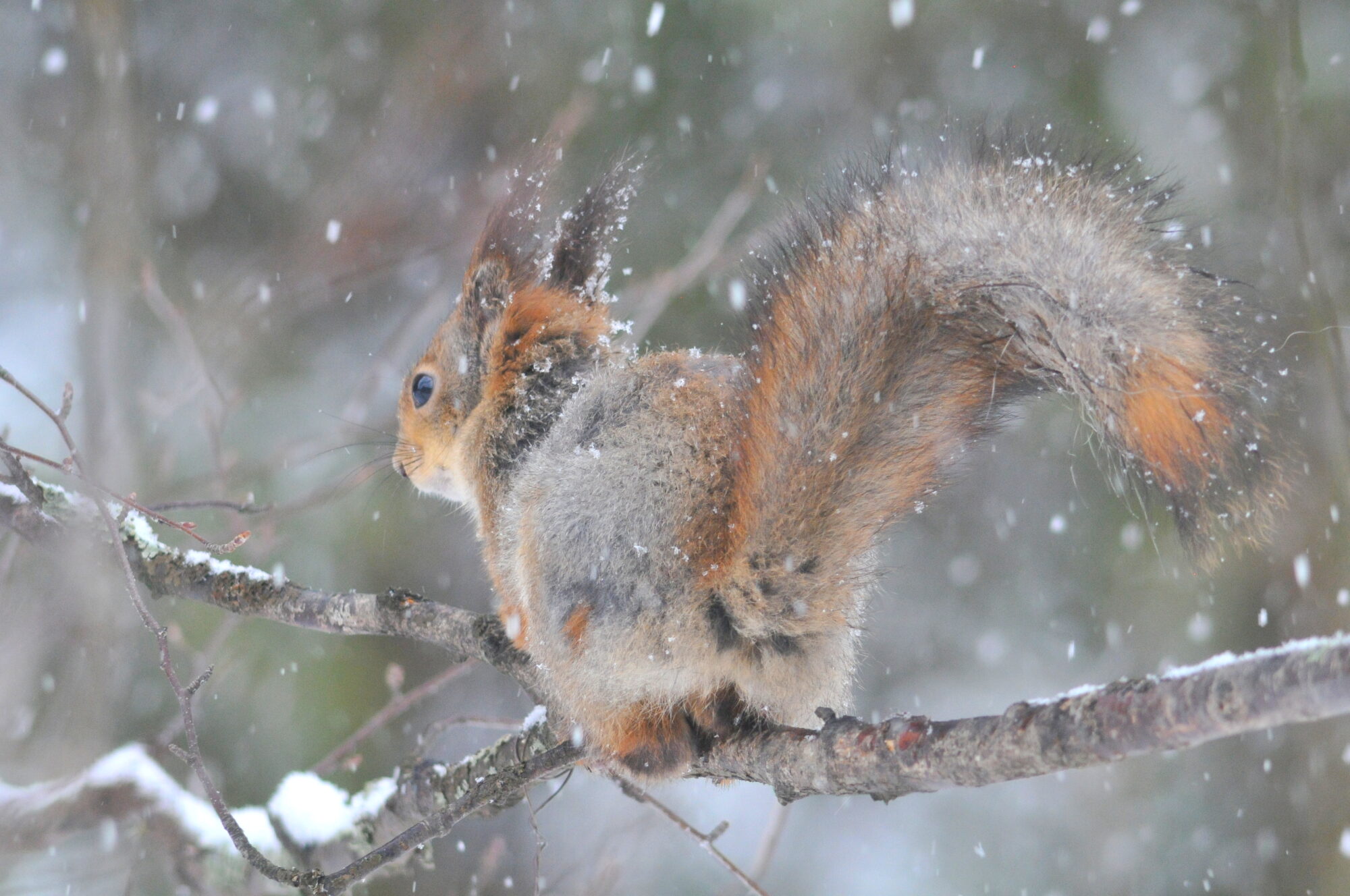 Valokuvaaja: Kaarlo Asikainen