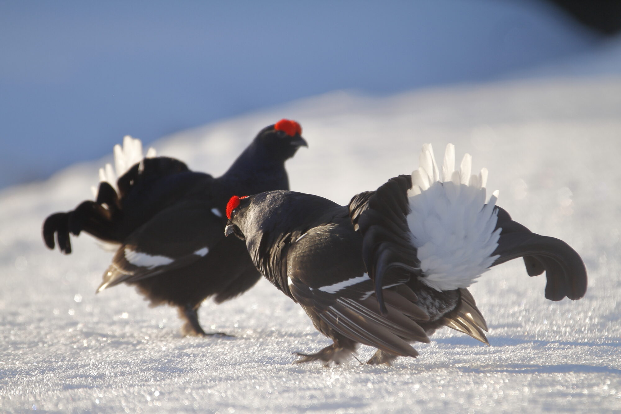 Valokuvaaja: Lasse Kokko