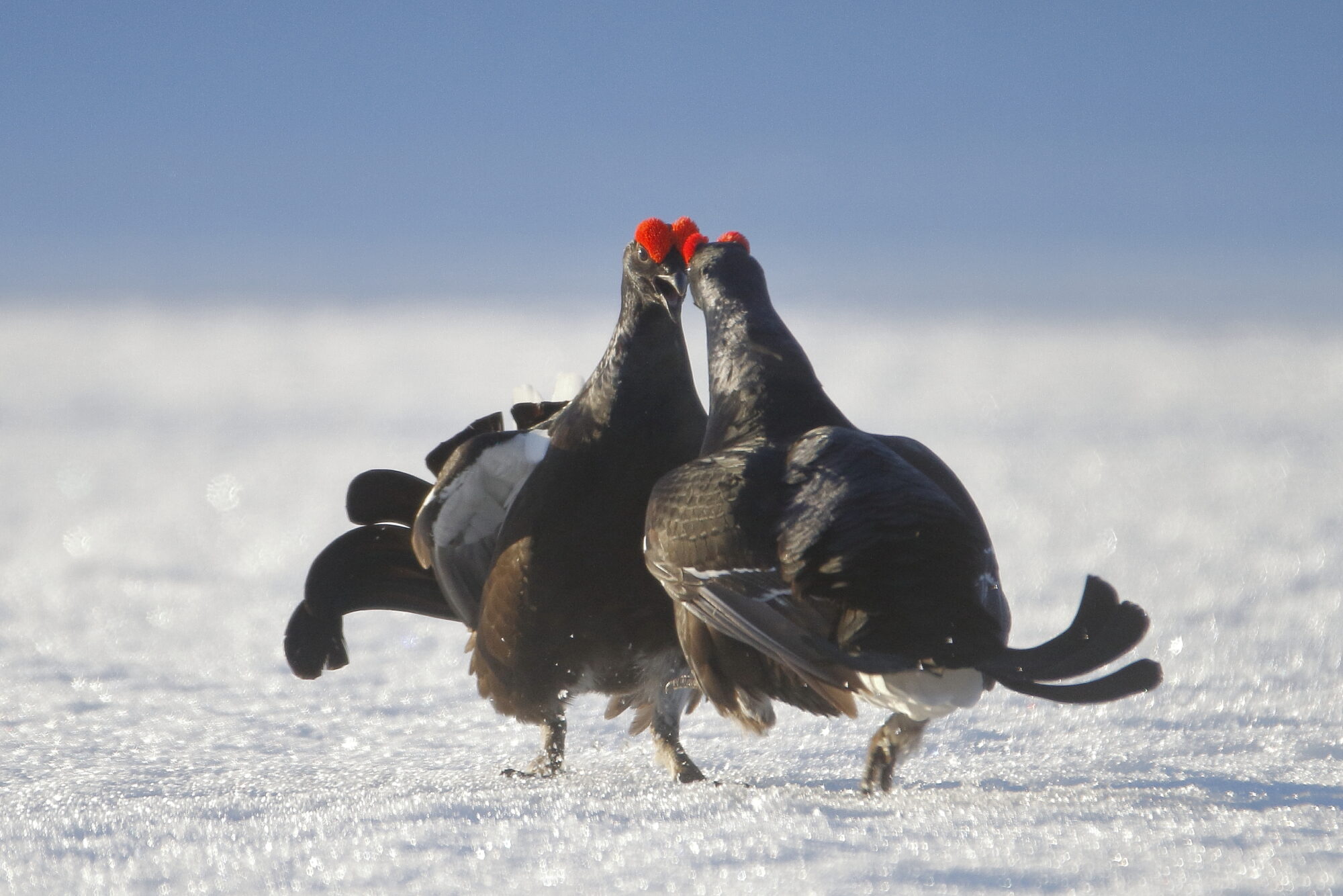 Valokuvaaja: Lasse Kokko