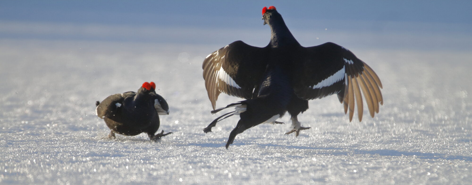 Valokuvaaja: Lasse Kokko