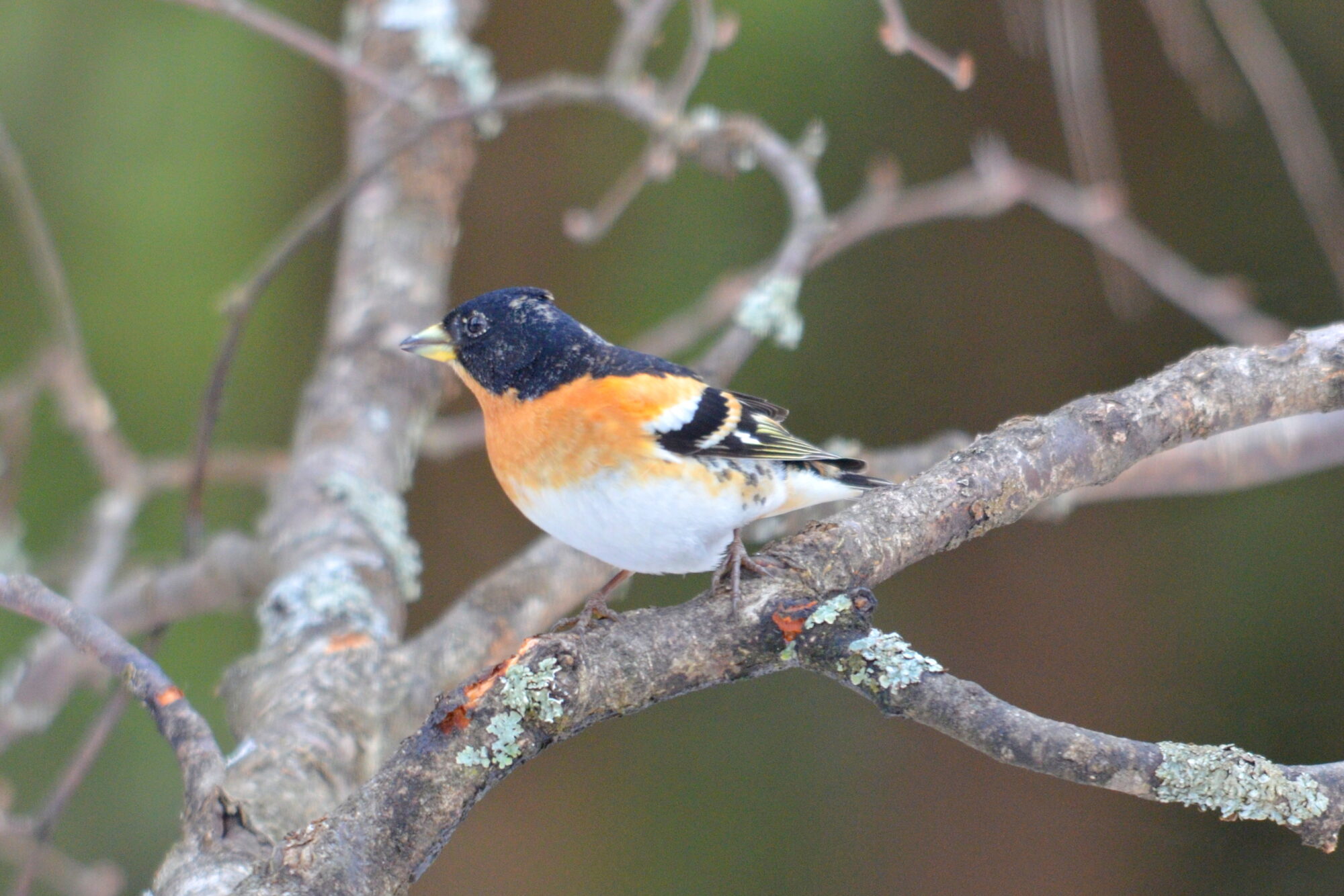 Valokuvaaja: Kaarlo Asikainen