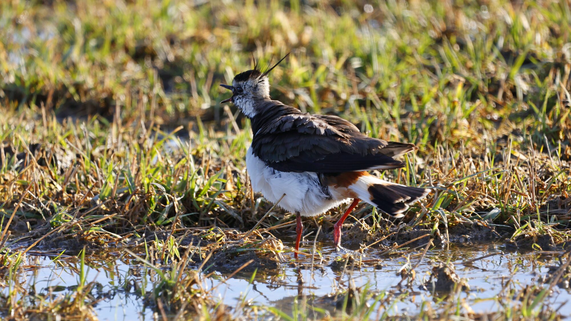 Valokuvaaja: Tommi Kujala