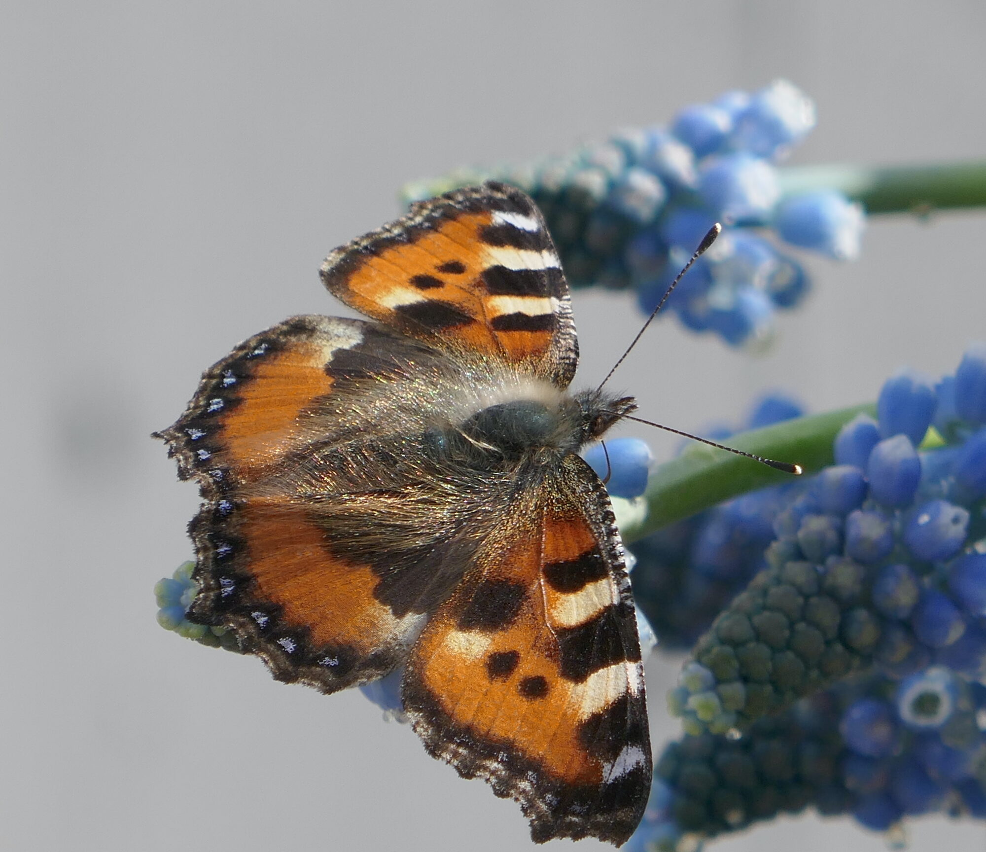 Valokuvaaja: Marjut Ikonen