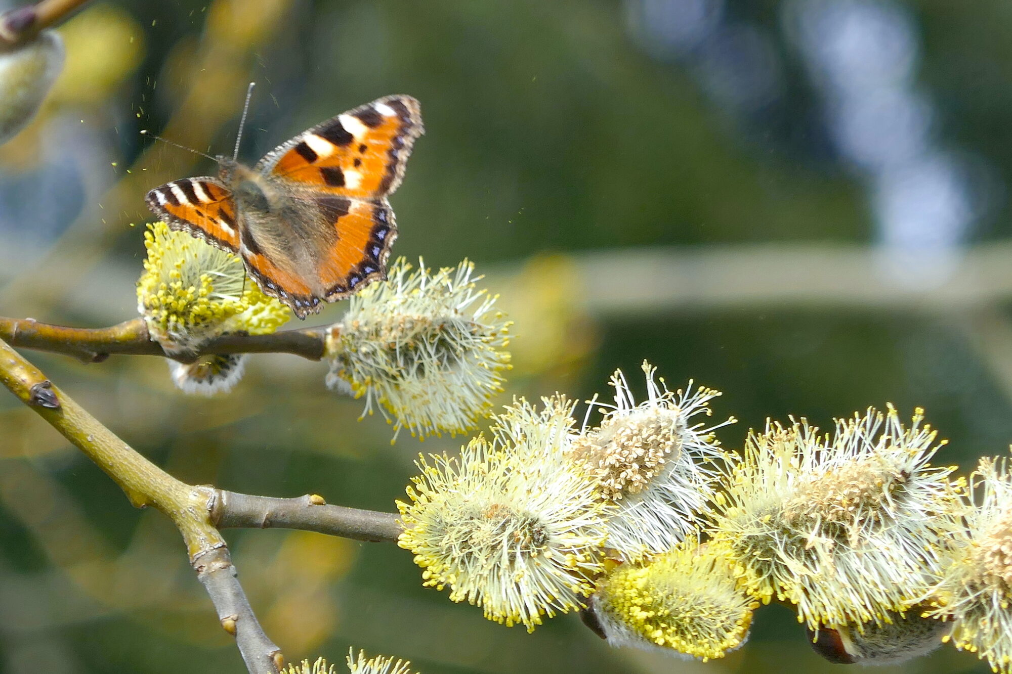 Valokuvaaja: Marjut Ikonen