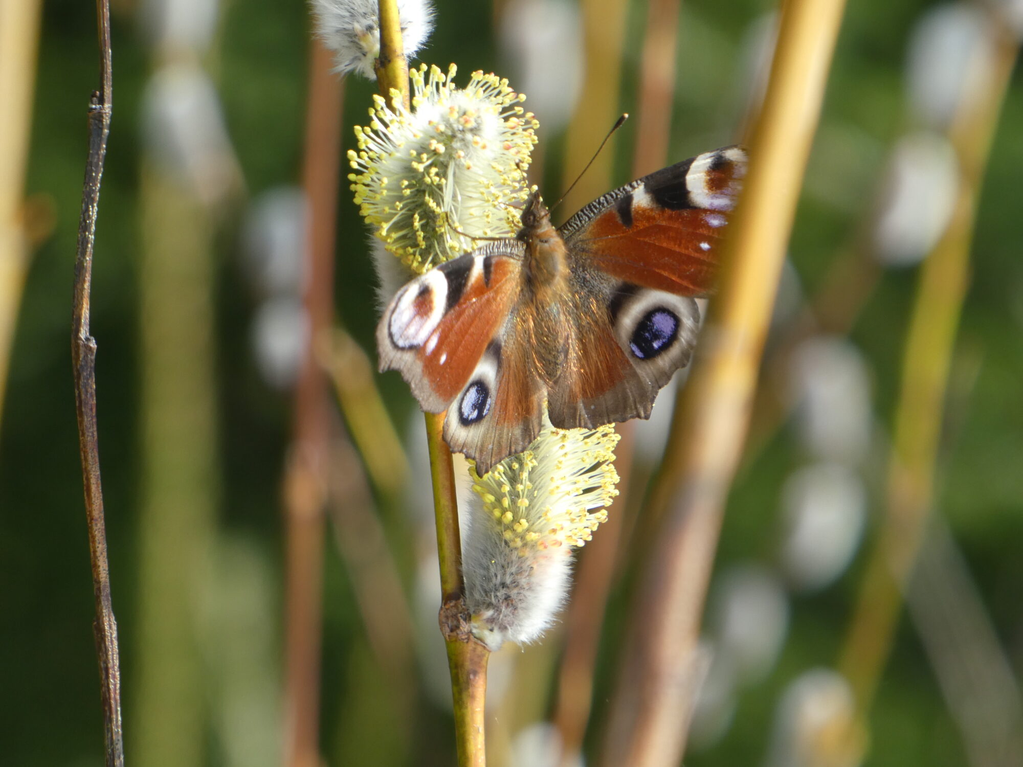 Valokuvaaja: Anja Mustamaa