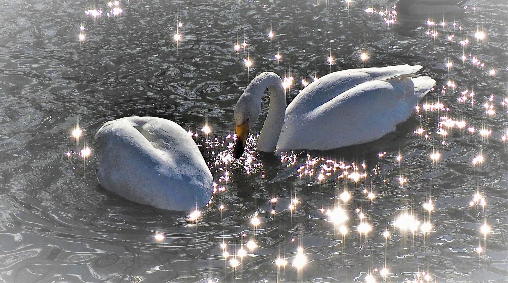 Valokuvaaja: Arja Valtonen