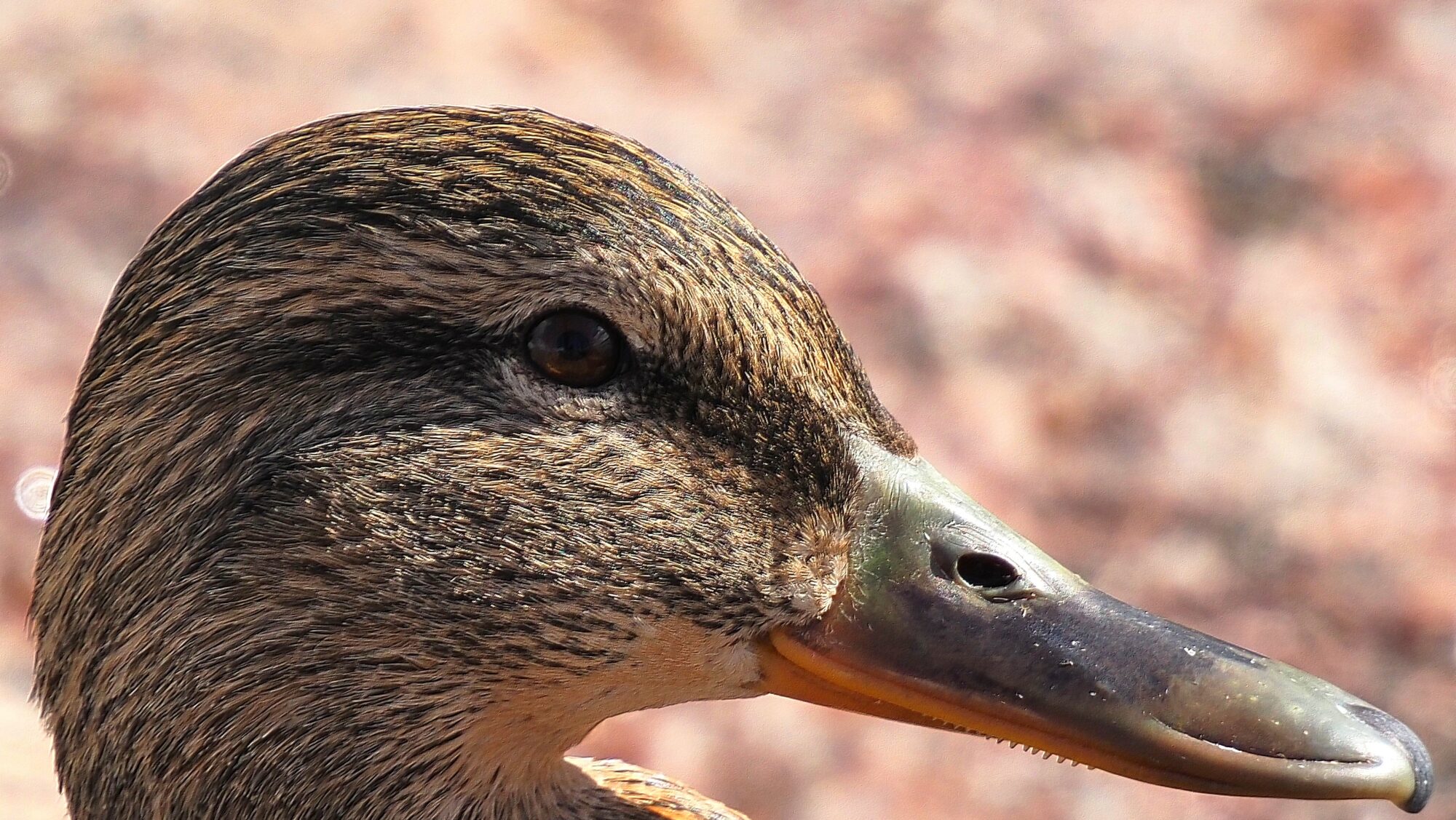 Valokuvaaja: Arja Valtonen