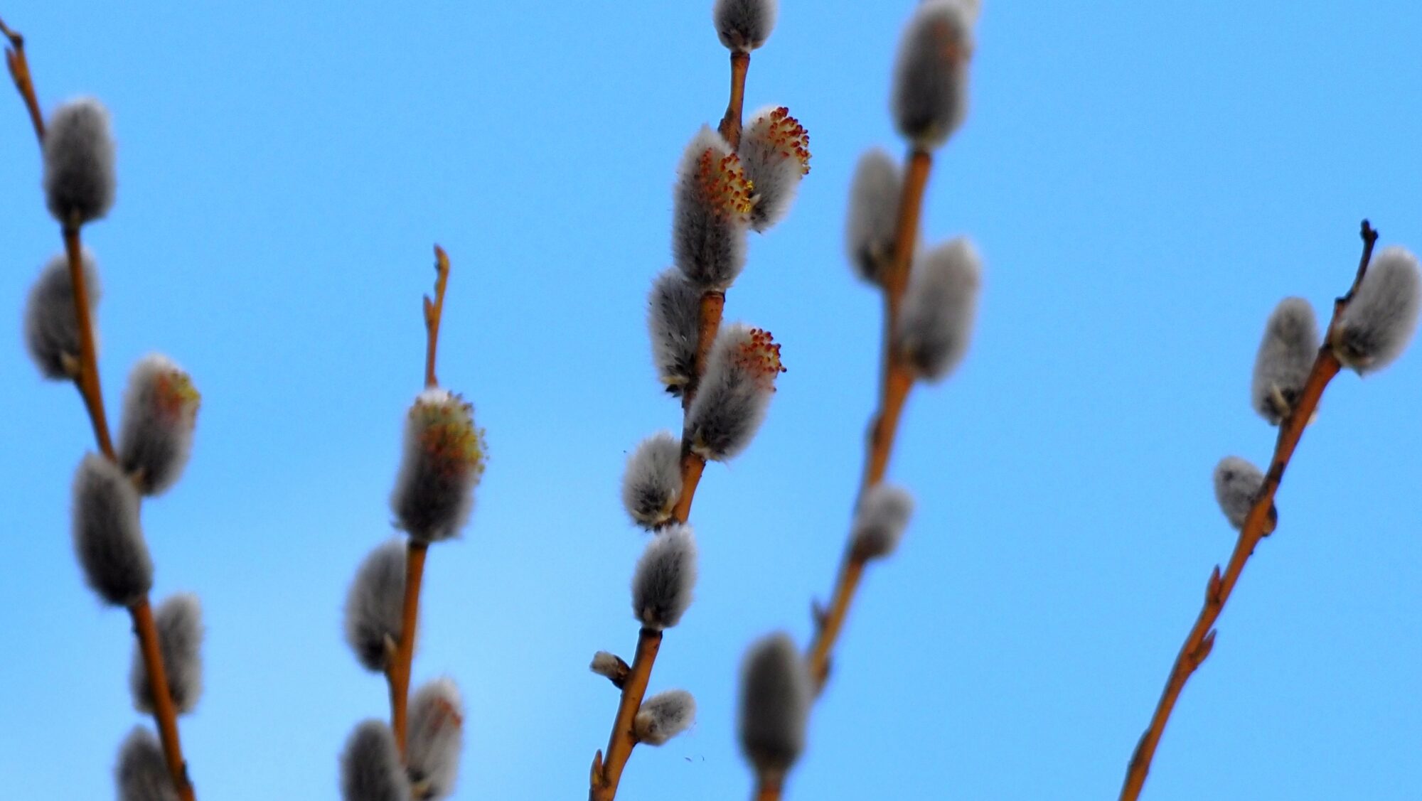 Valokuvaaja: Arja Valtonen