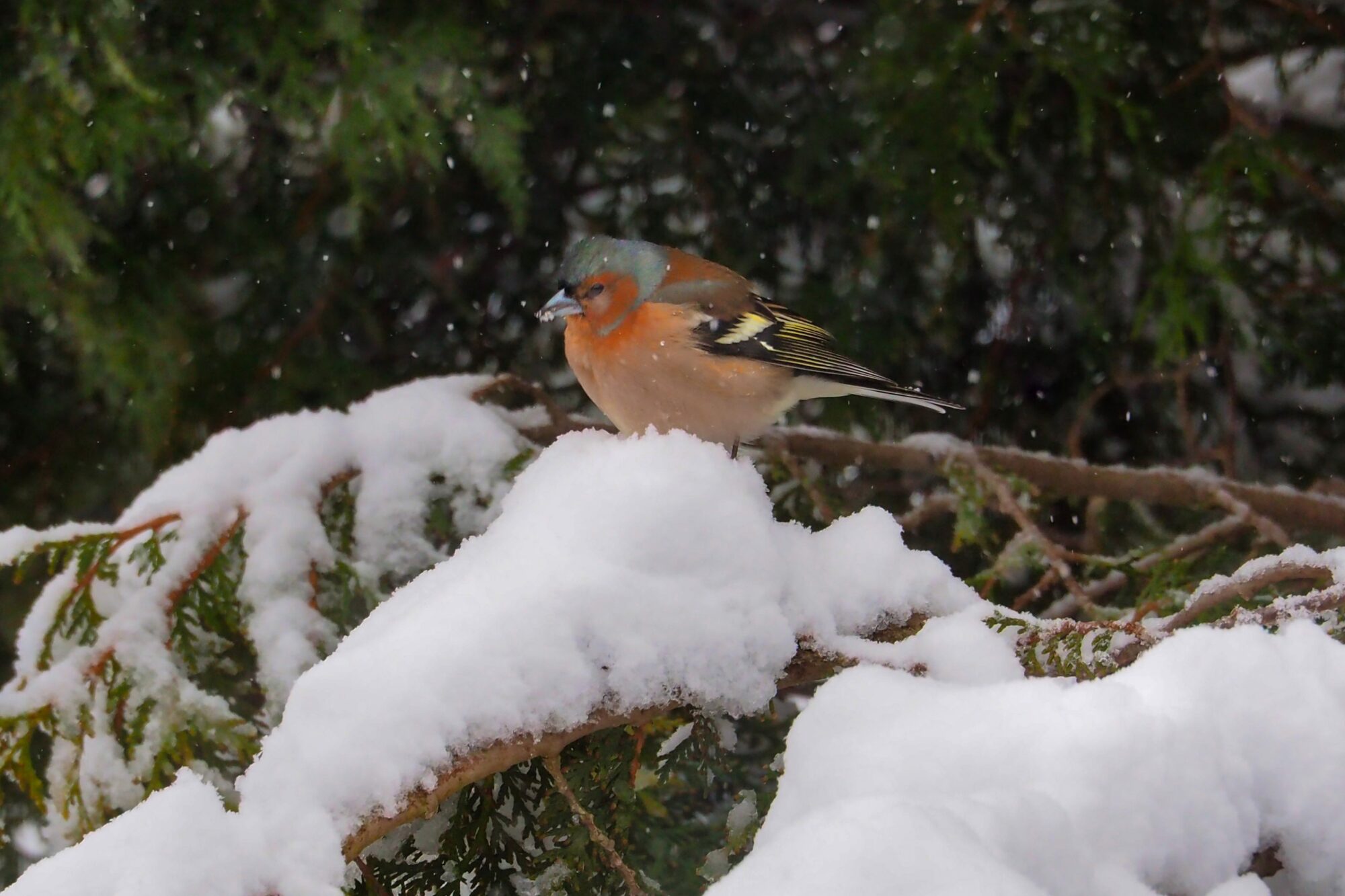 Valokuvaaja: Aki Jalava Valokuvaaja: Aki Jalava