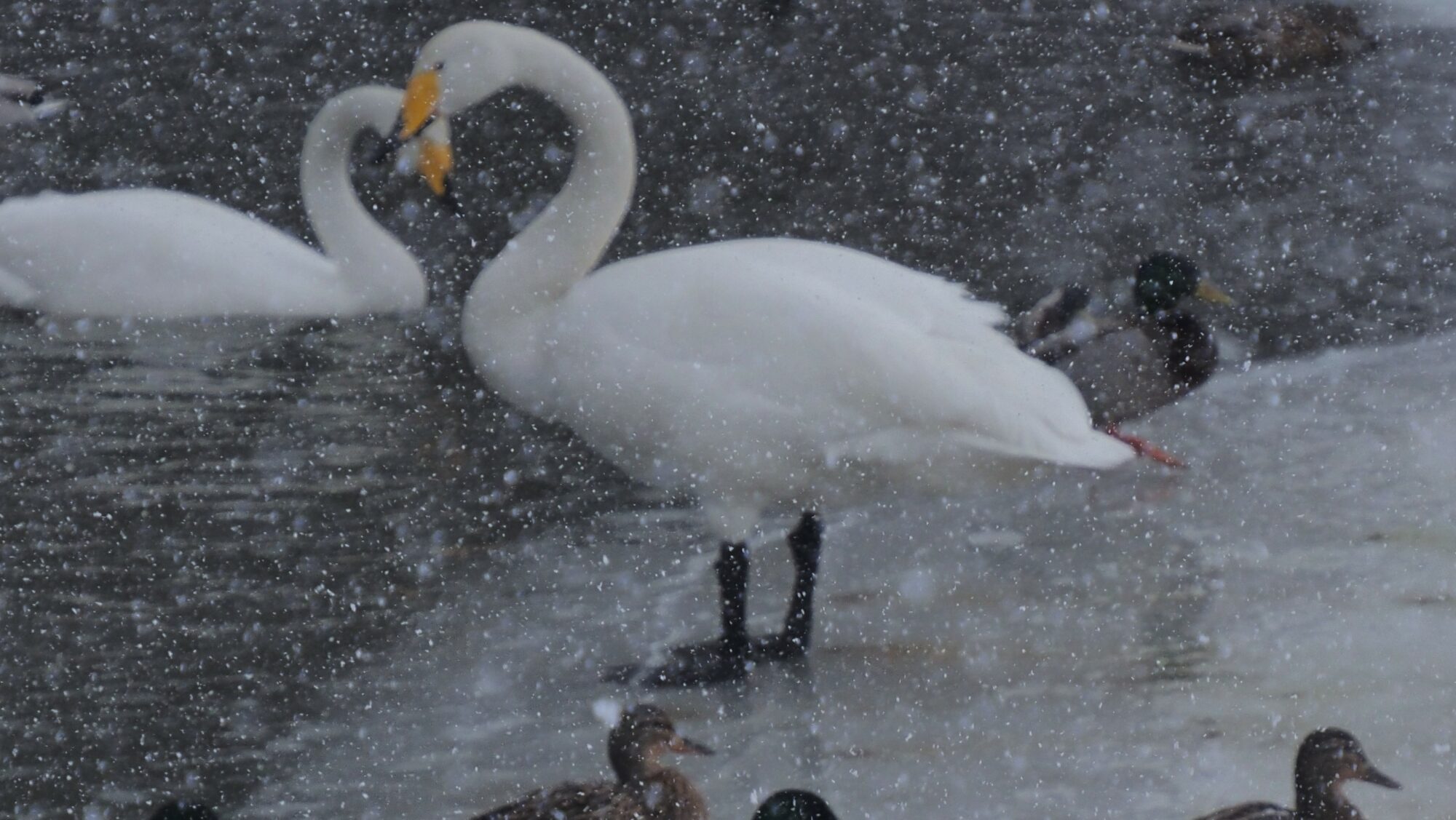 Valokuvaaja: Arja Valtonen